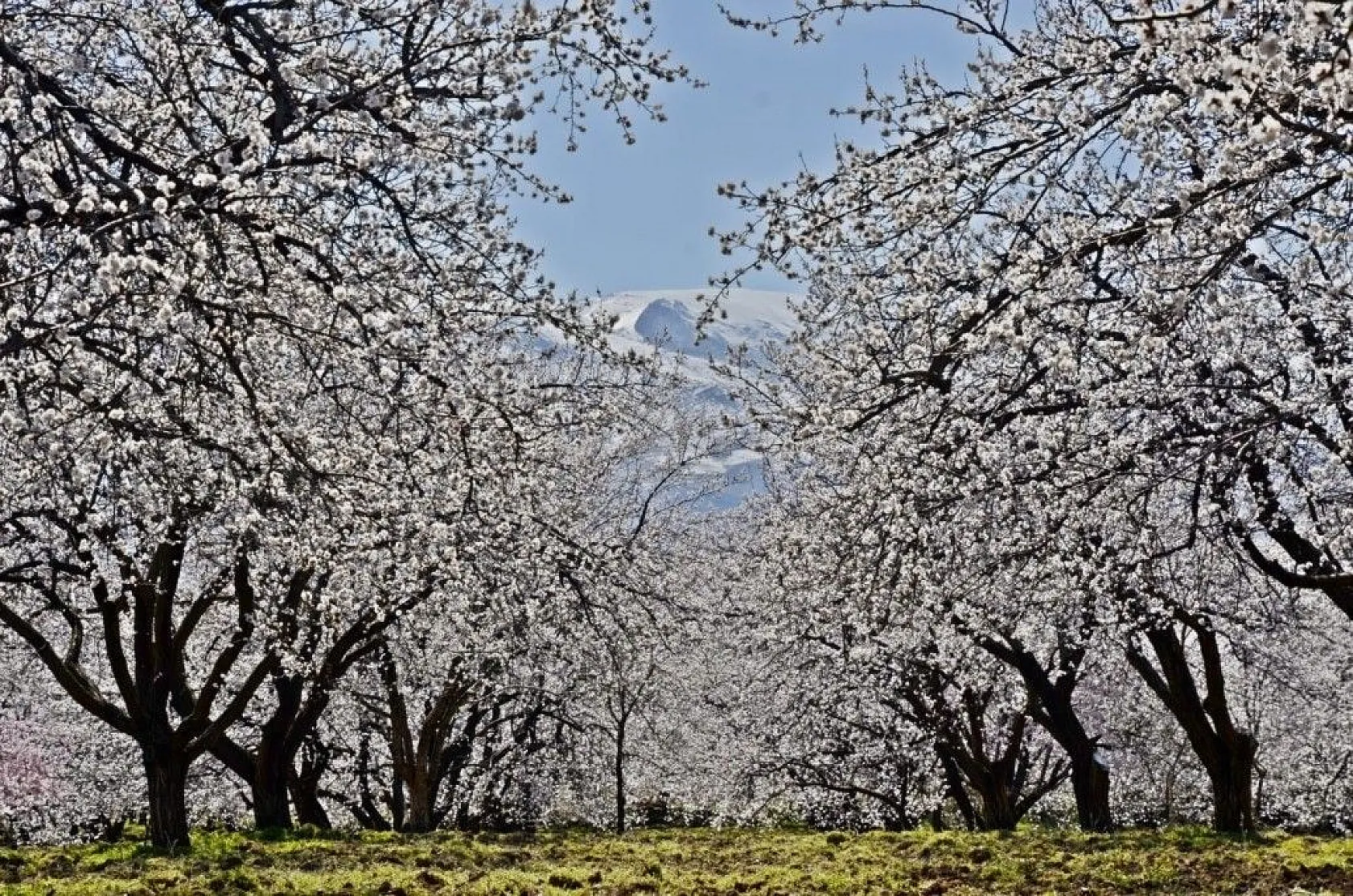 Kayısı çiçeği gelinliğine büründü