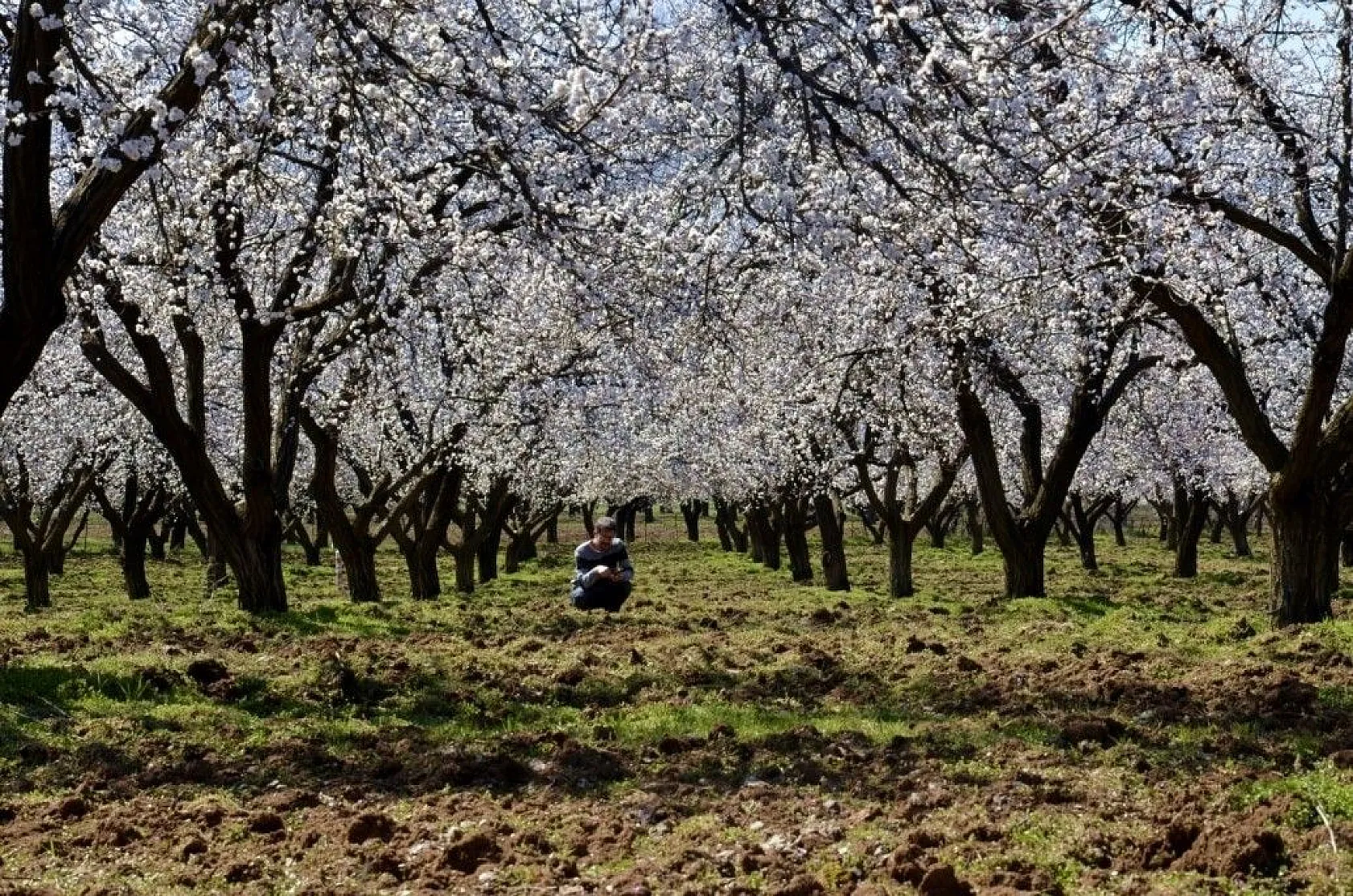 Kayısı çiçeği gelinliğine büründü
