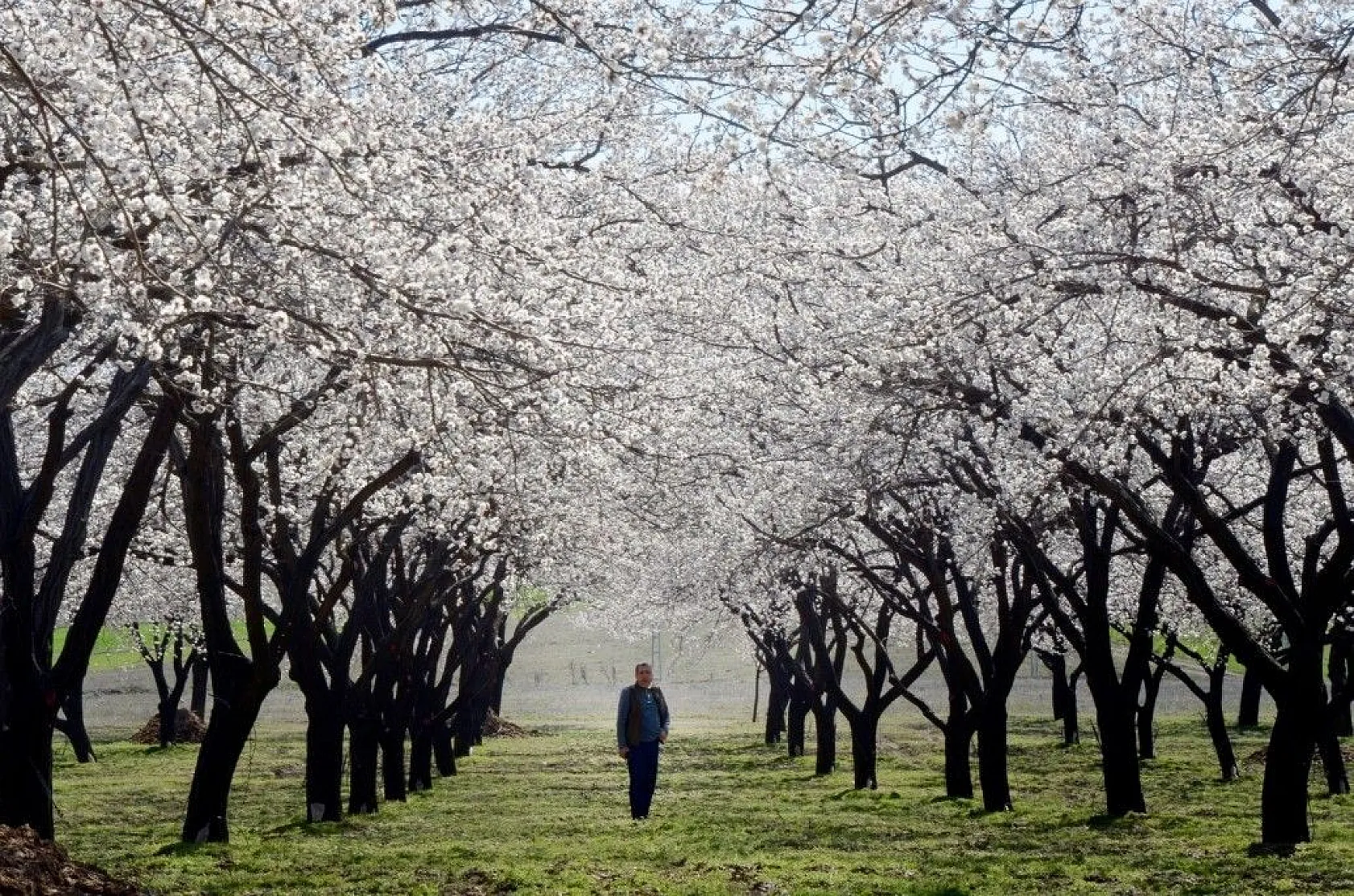 Kayısı çiçeği gelinliğine büründü