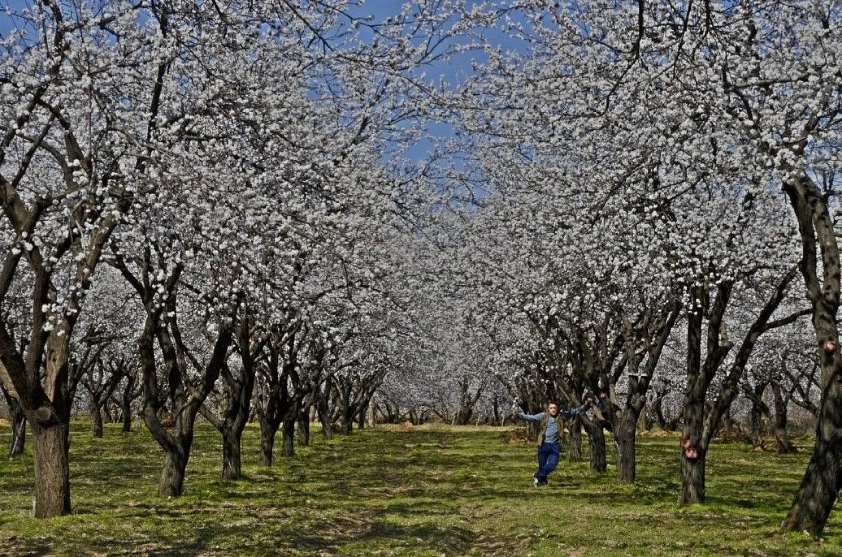 Kayısı çiçeği gelinliğine büründü