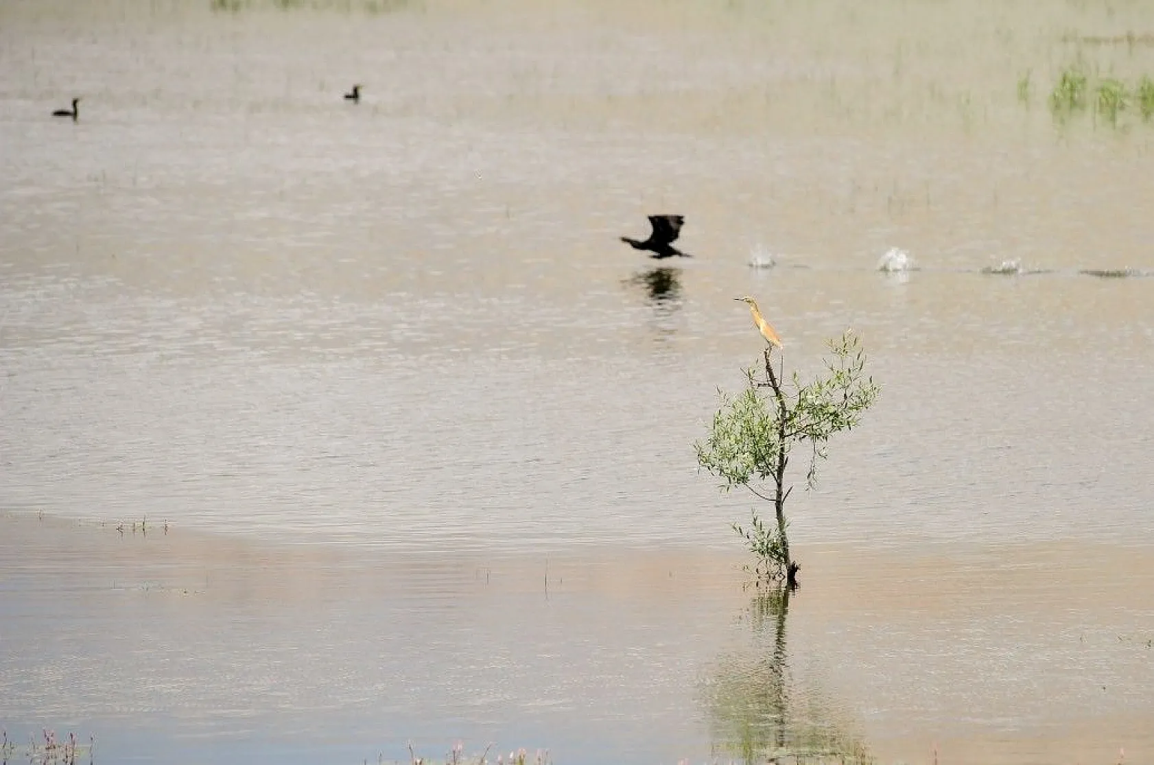Nallıhan Kuş Cenneti'nde görsel şölen