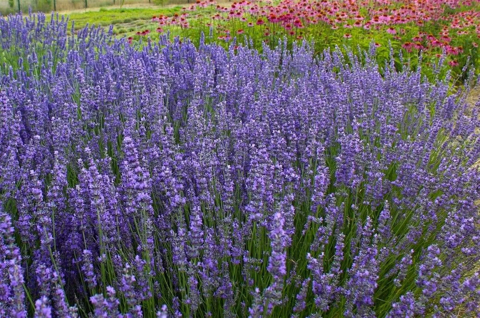 Van Gölü kıyısında renk cümbüşü