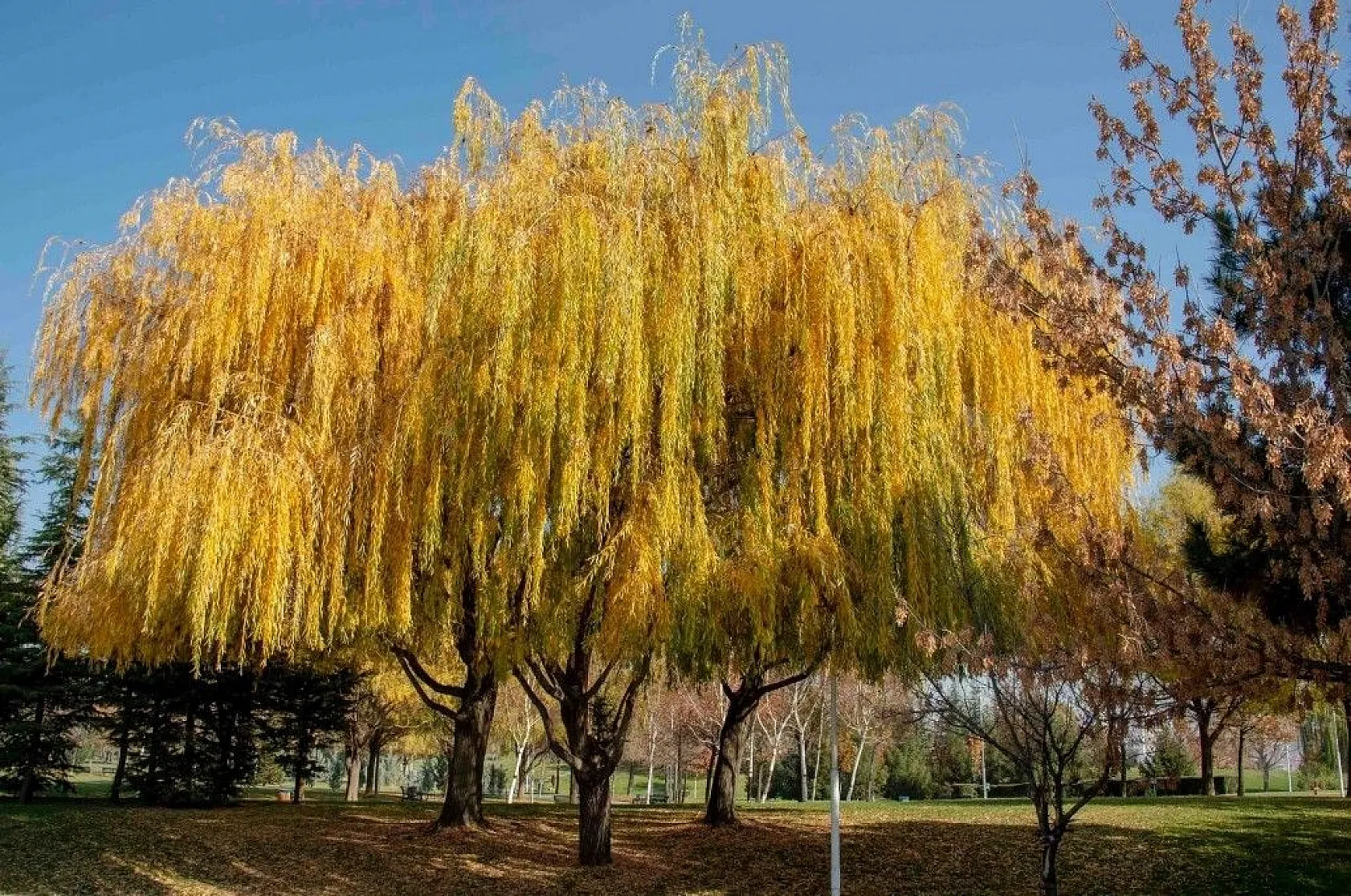 Başkent'in rengi sonbahar