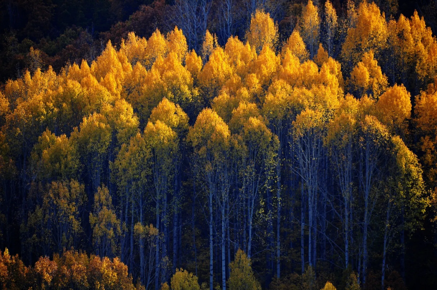 Sonbaharın renkleri dron kamerasında
