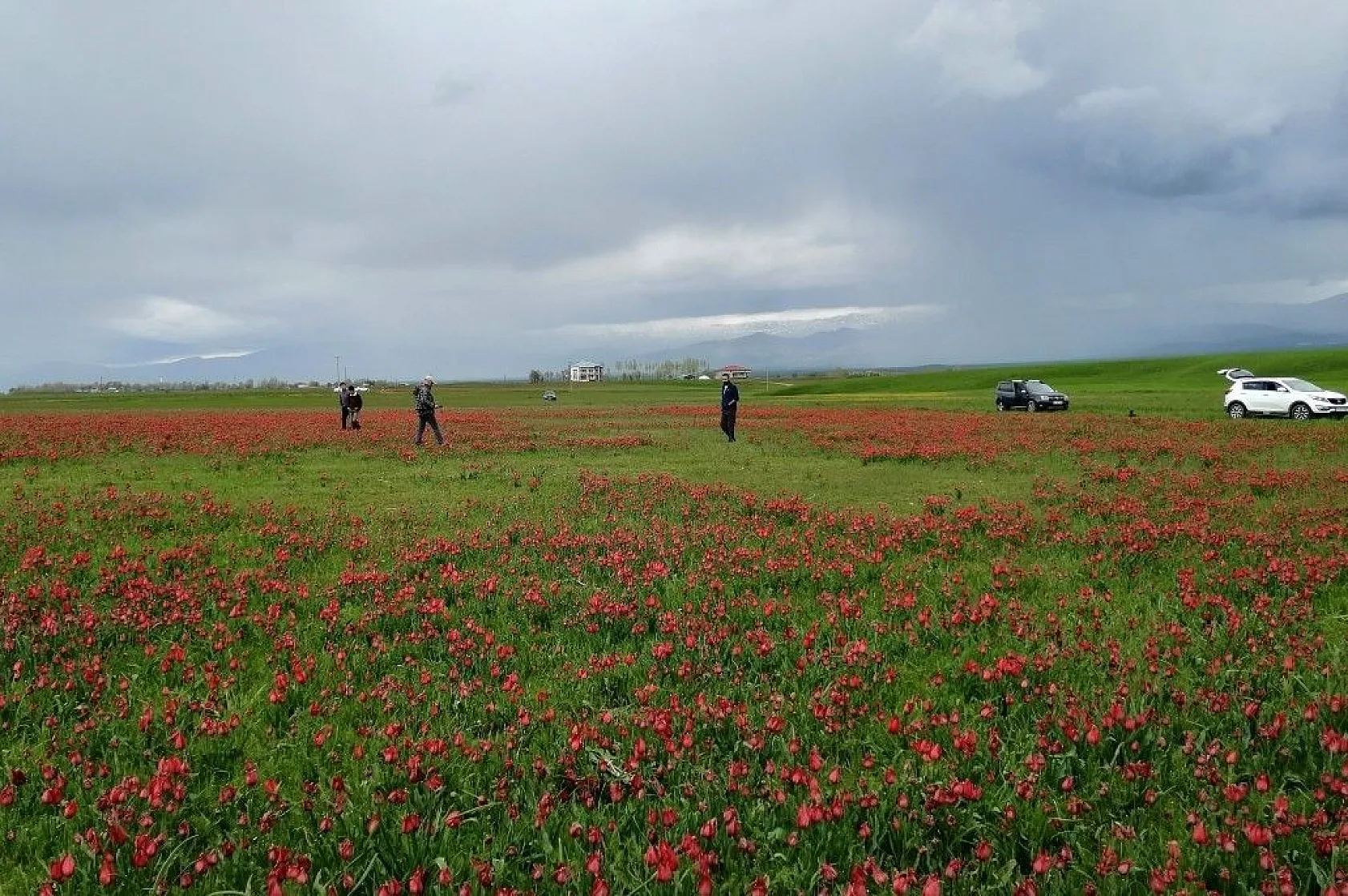 Muş lalelerinin eşsiz manzarası...