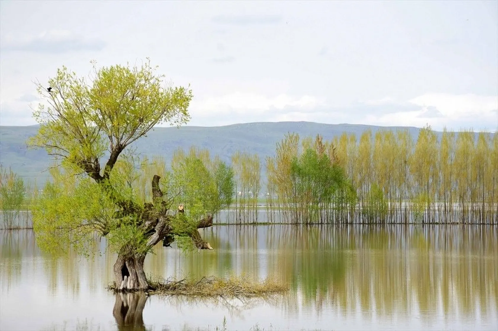 Muş Ovası'nda ağaçların suya yansıyan güzelliği