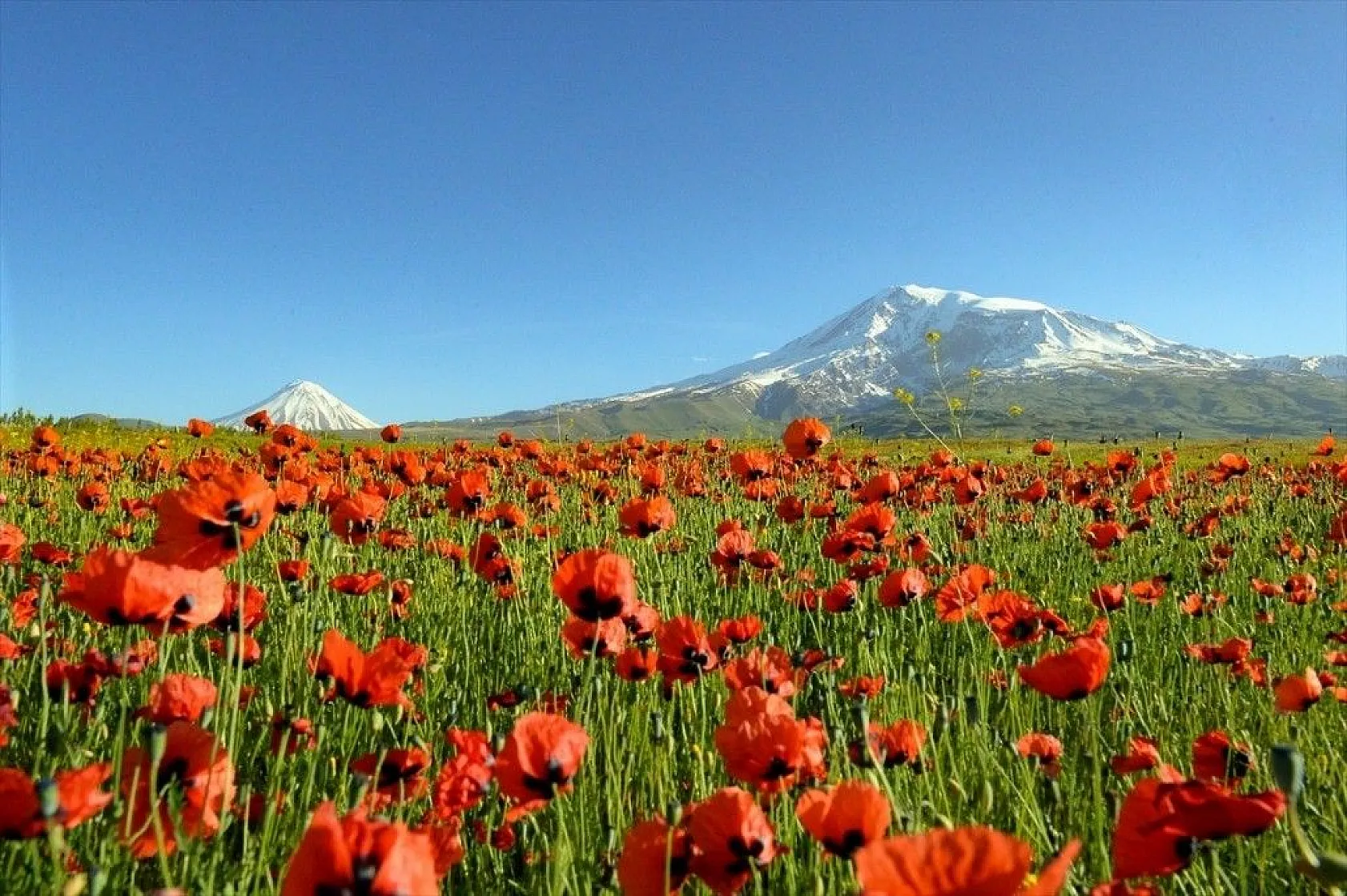Gelincik çiçeklerinden görsel şölen