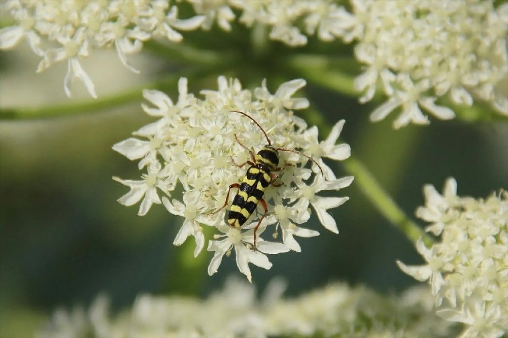 Munzur Vadisi'nin renkli misafirleri