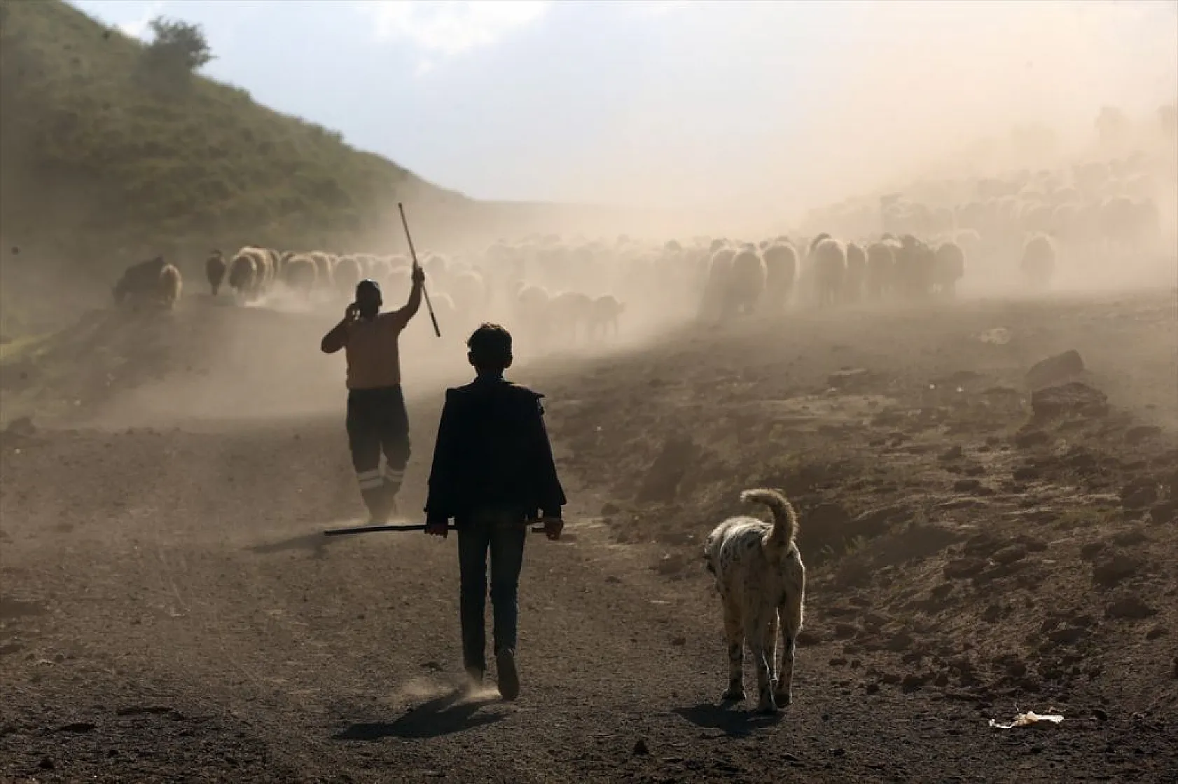 Sürülerin tozlu yolculuğu