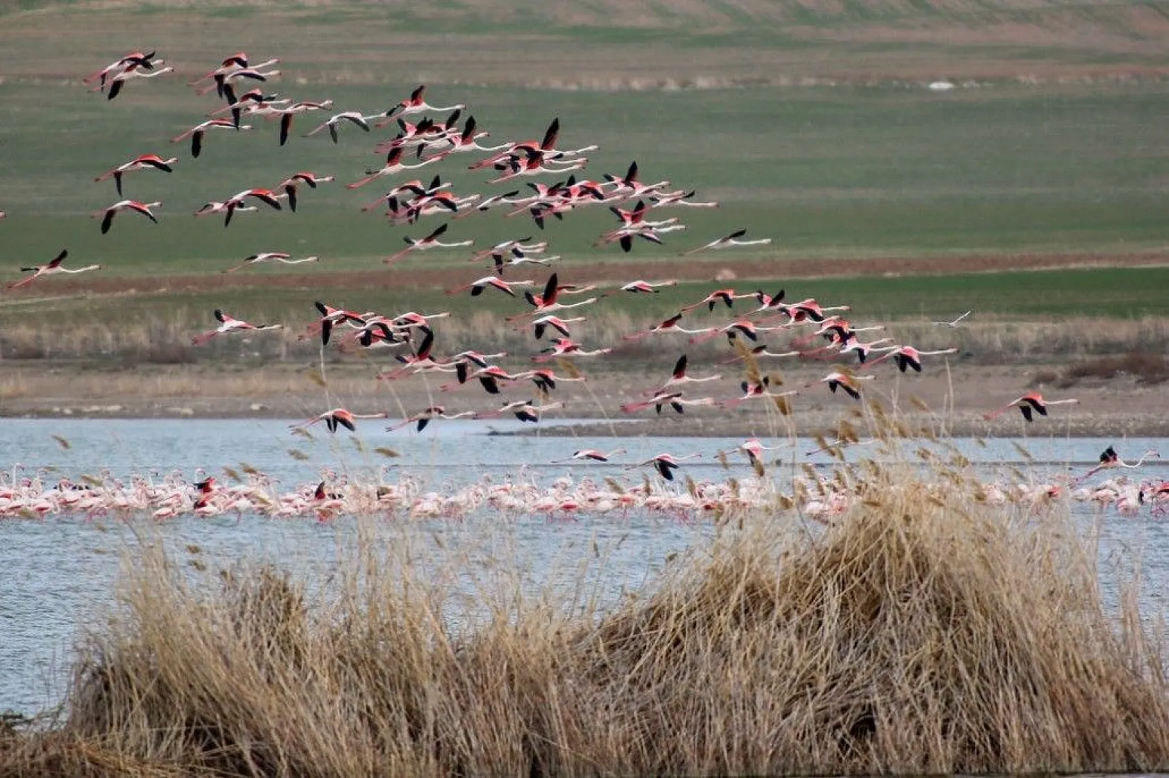 Flamingolar Başkent göletlerindeki yerlerini aldı