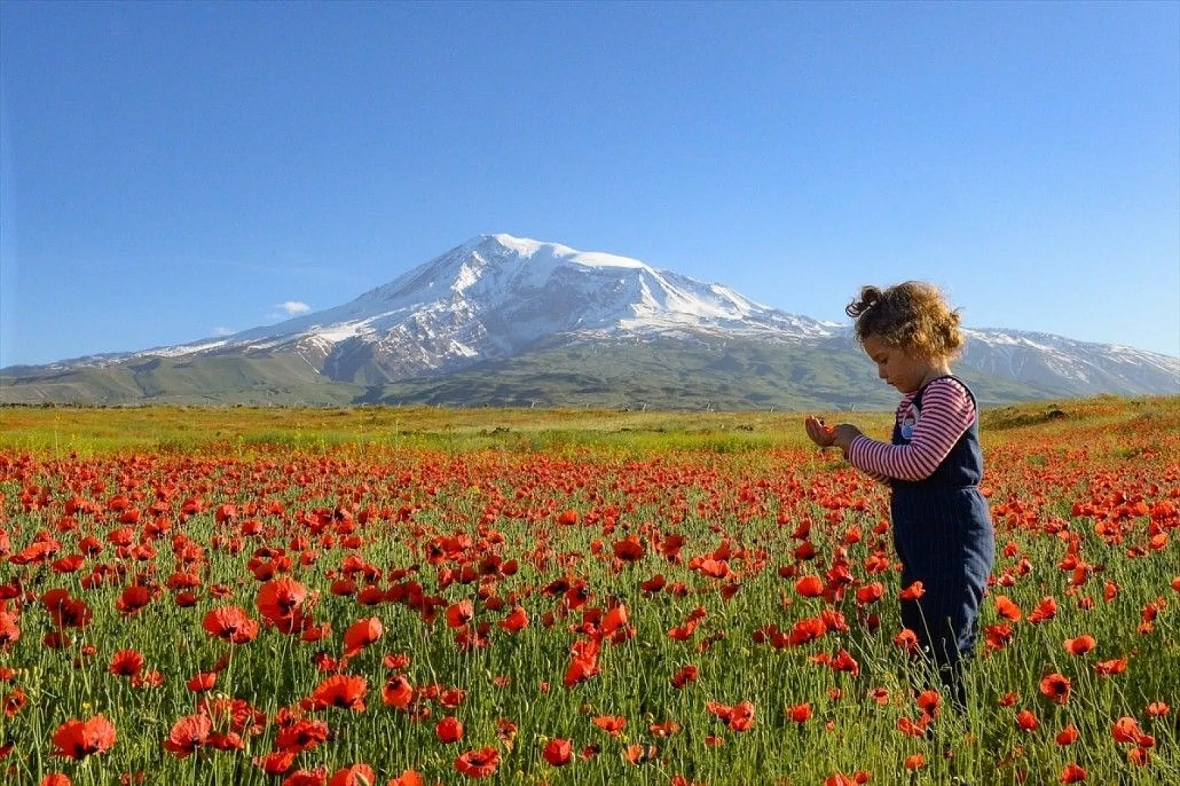 Gelincik çiçeklerinden görsel şölen