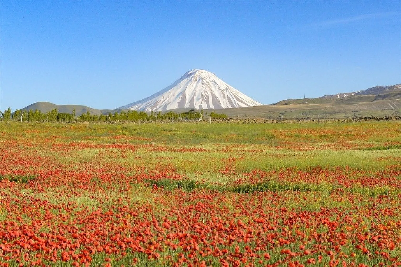 Gelincik çiçeklerinden görsel şölen