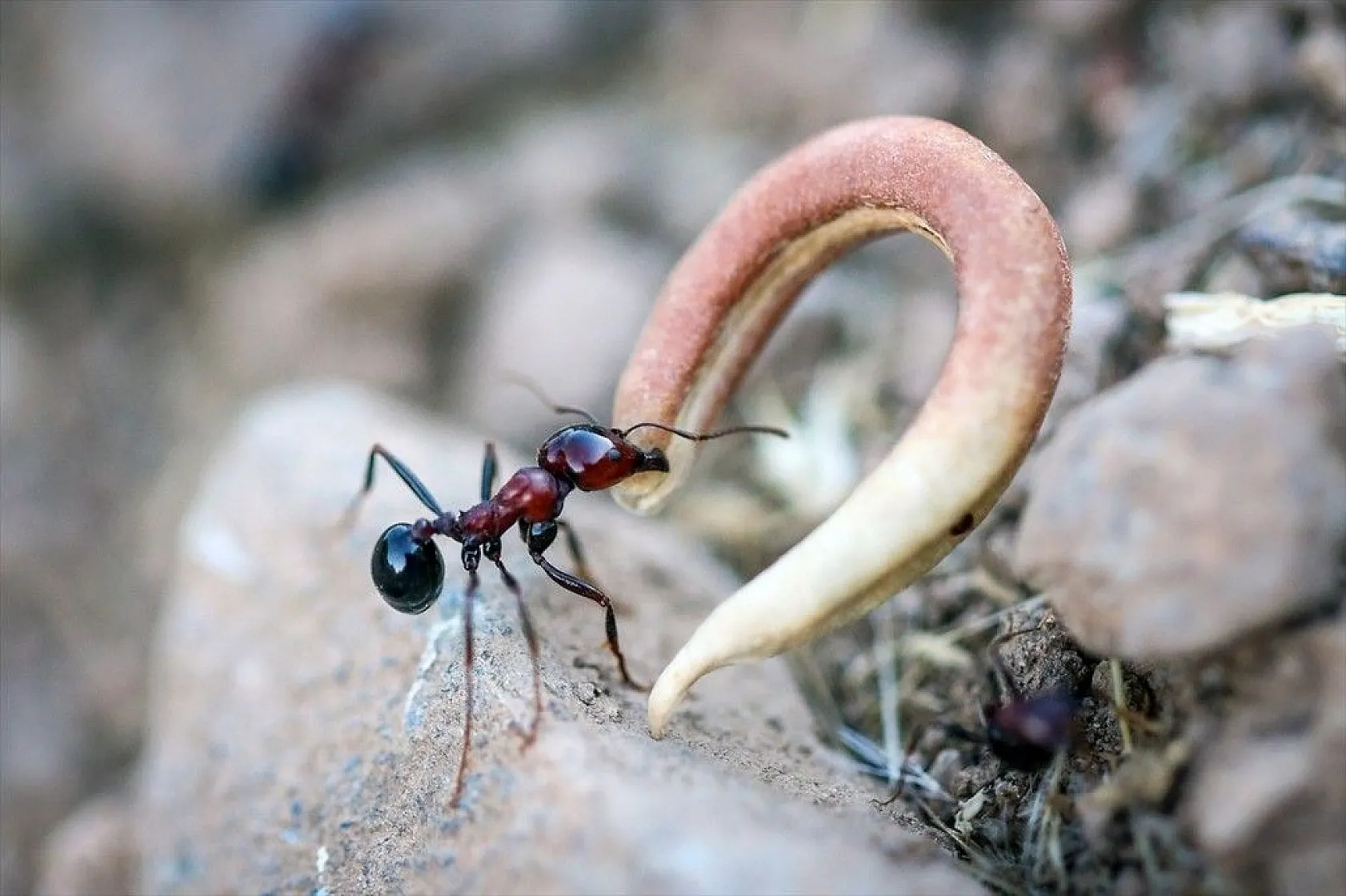Doğa ilkbaharla canlandı