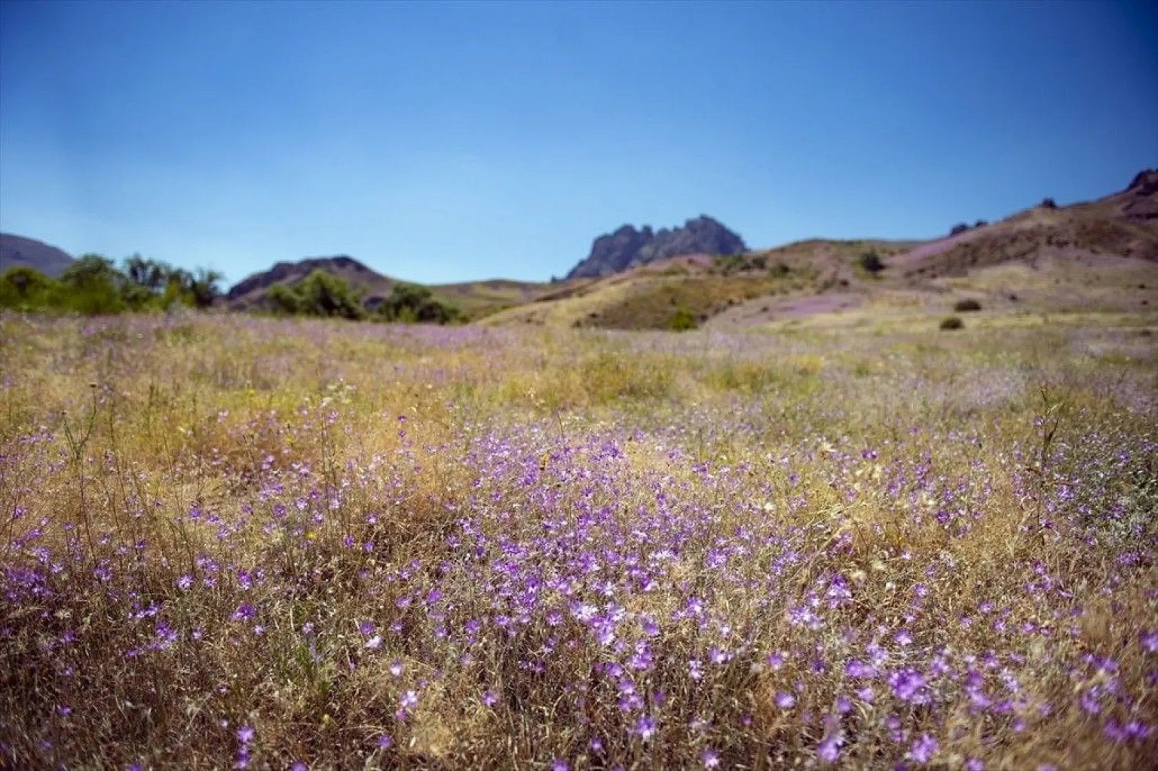 Mor karanfillerle süslenen Aras Dağları göz kamaştırıyor