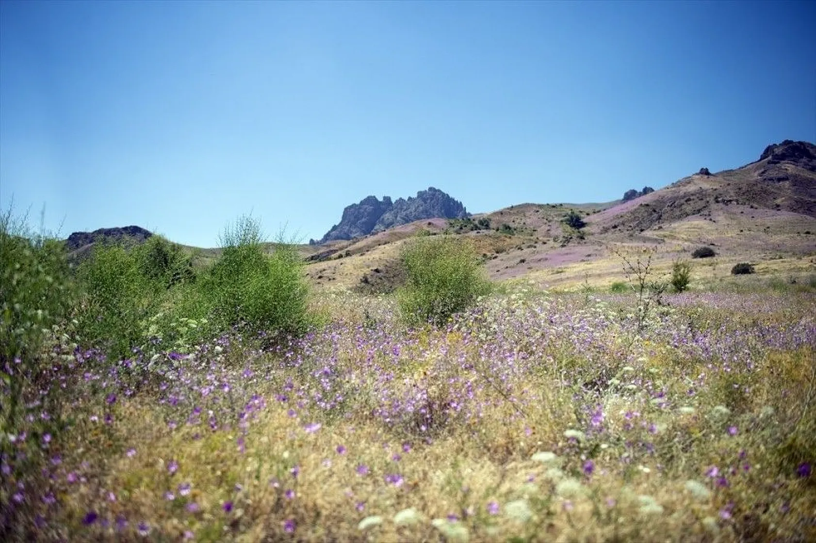 Mor karanfillerle süslenen Aras Dağları göz kamaştırıyor