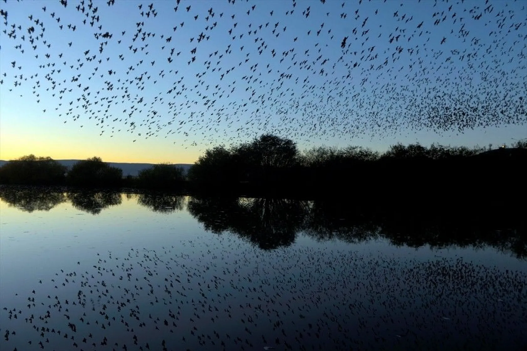 Sığırcıkların suya yansıması