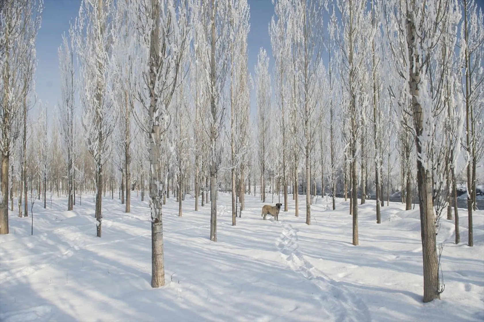 Tunceli'de soğuk havanın etkisiyle ağaç ve bitkiler kırağı tuttu