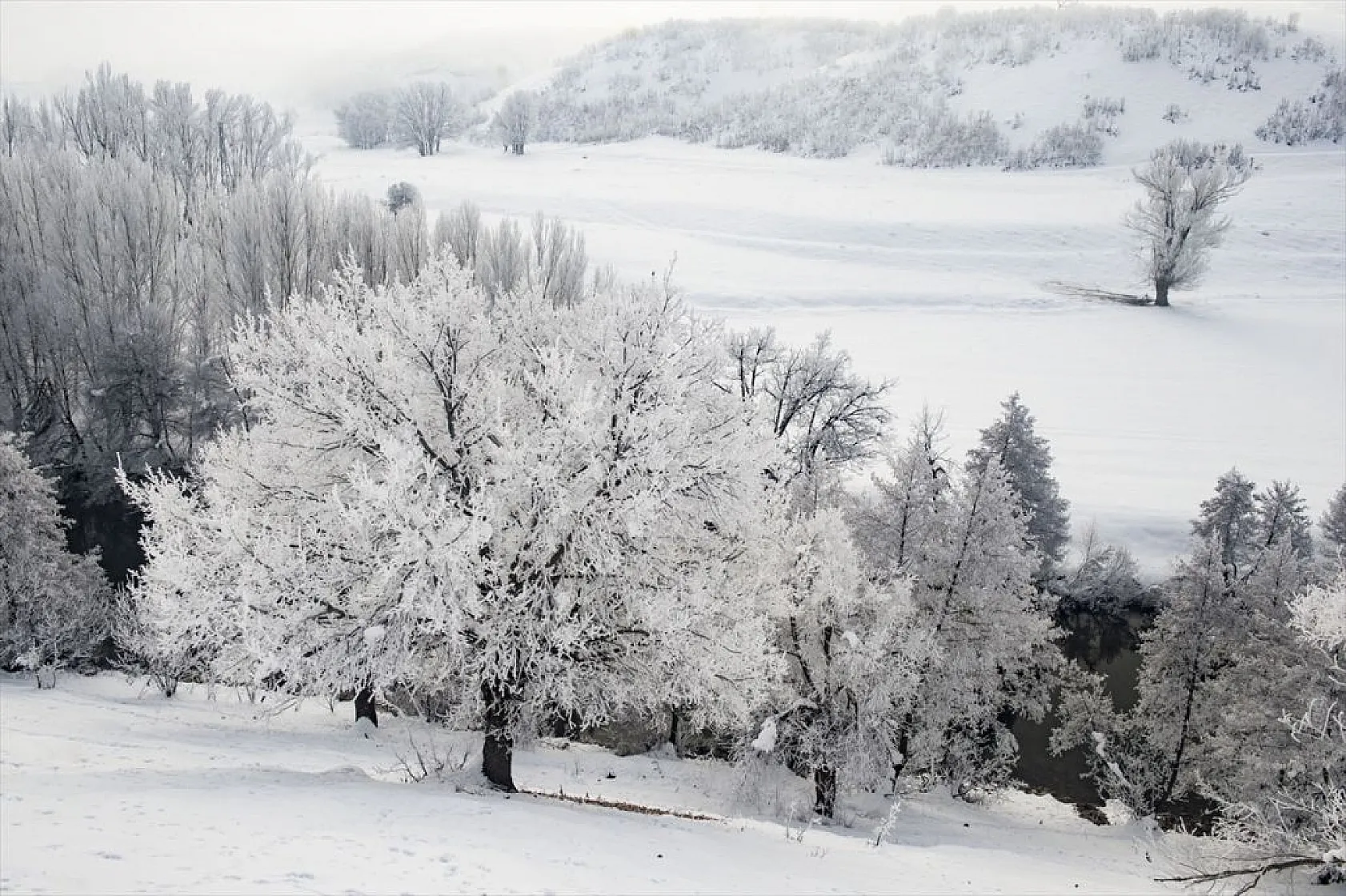 Tunceli'de soğuk havanın etkisiyle ağaç ve bitkiler kırağı tuttu