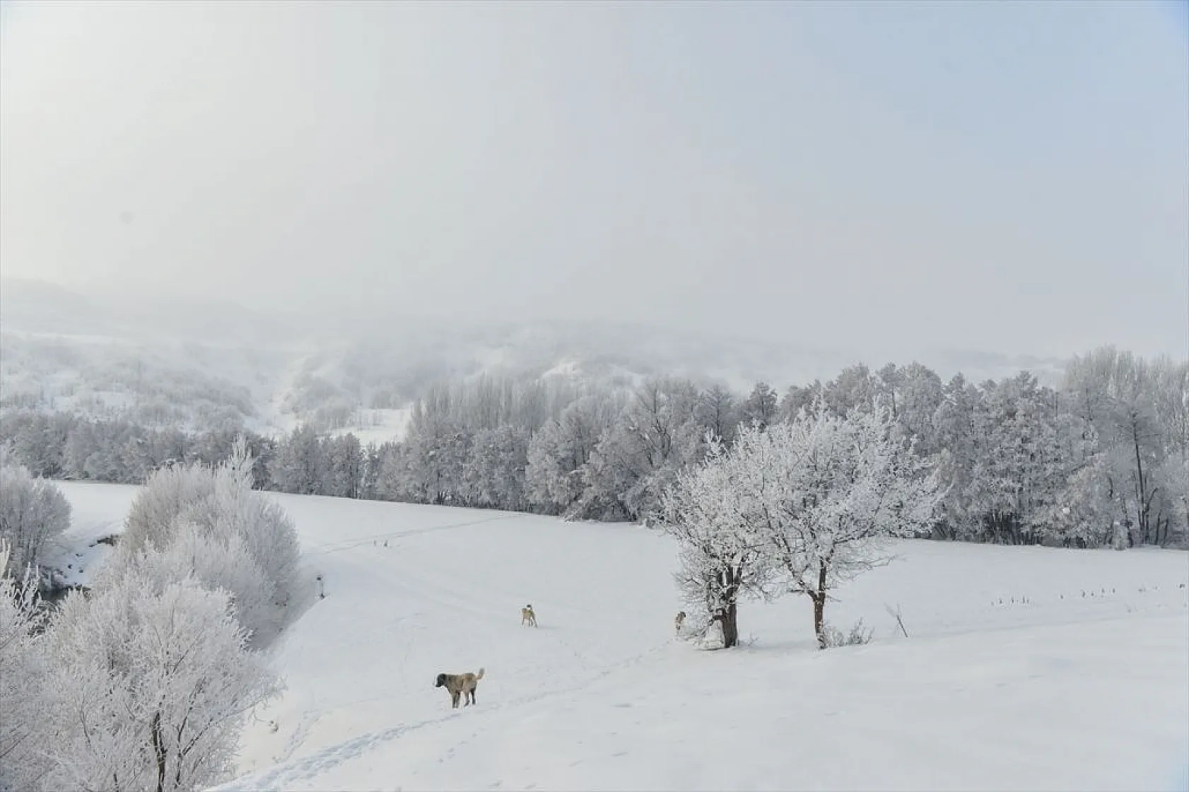 Tunceli'de soğuk havanın etkisiyle ağaç ve bitkiler kırağı tuttu