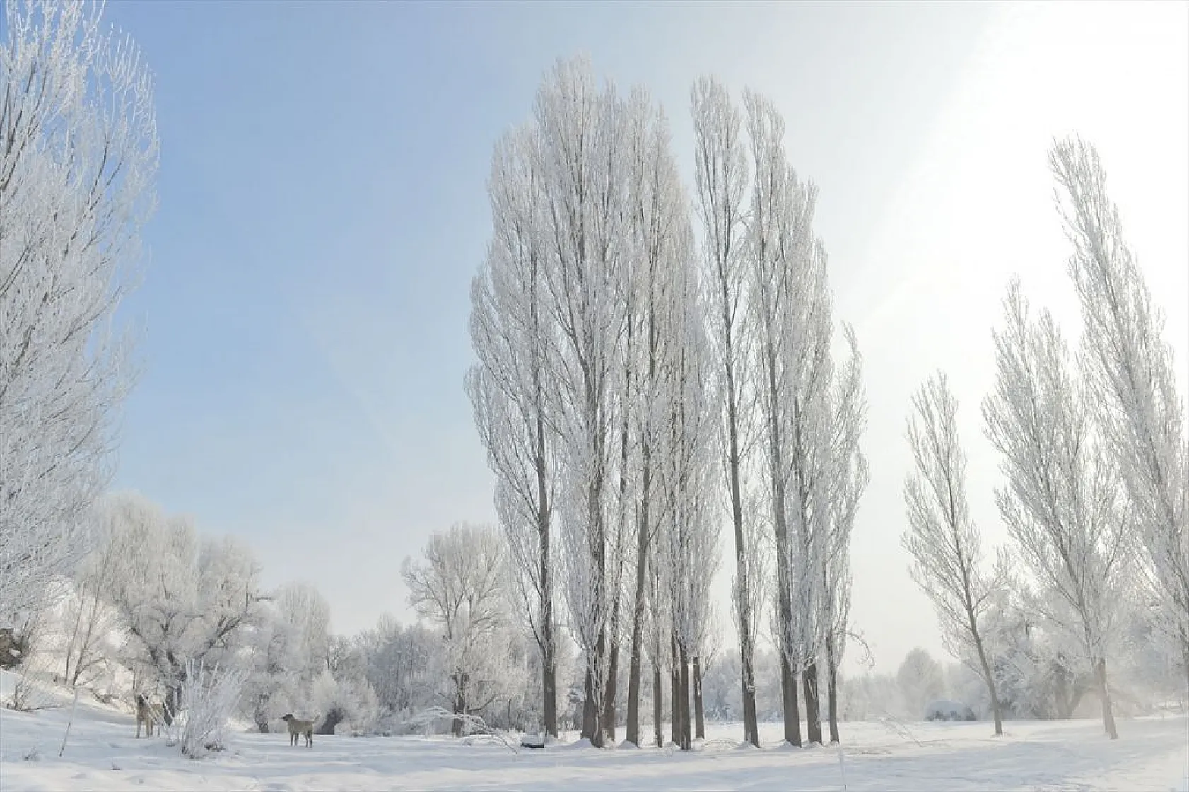 Tunceli'de soğuk havanın etkisiyle ağaç ve bitkiler kırağı tuttu