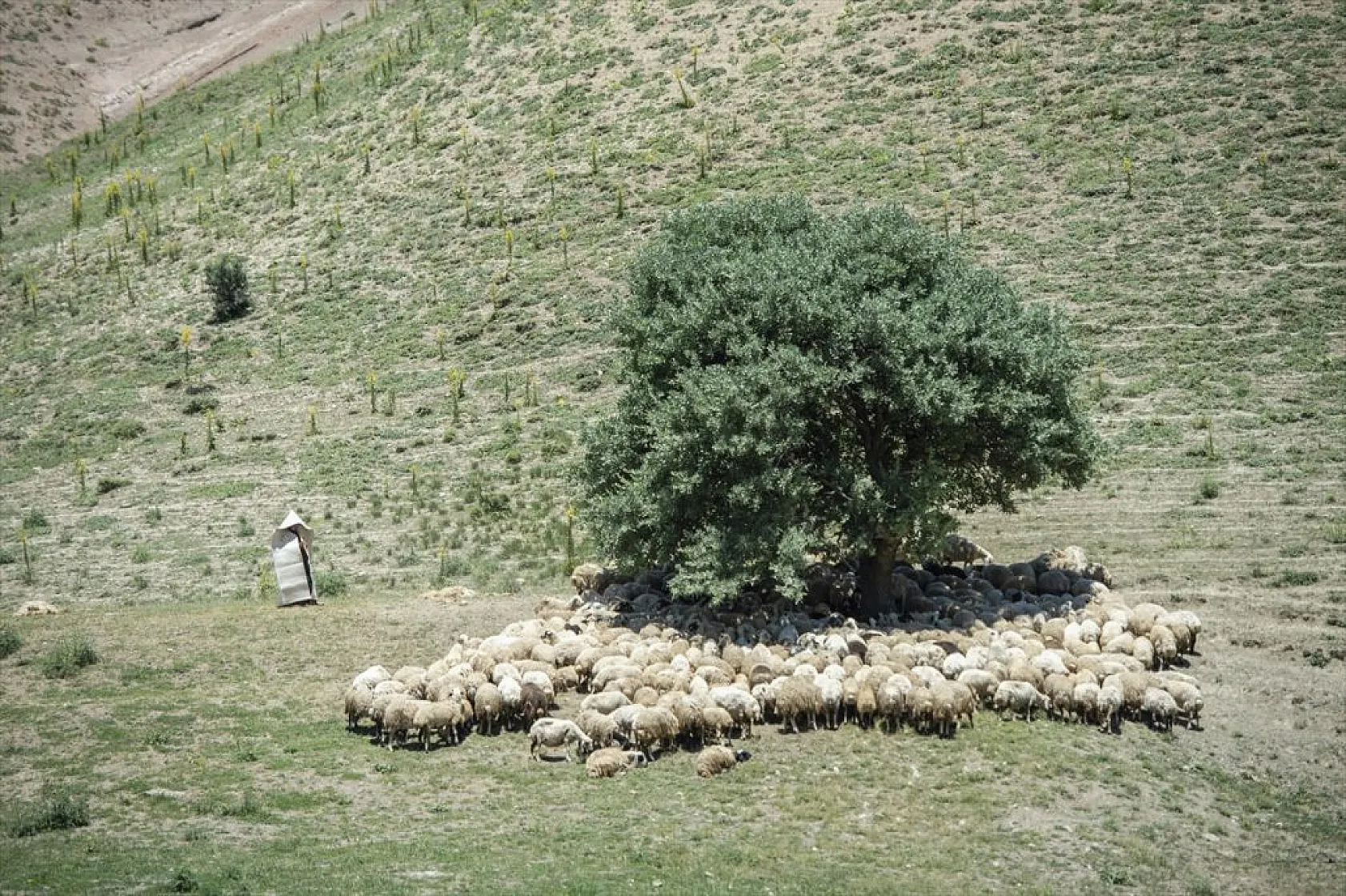 Göçerlerin yaylalarda zorlu mesaisi