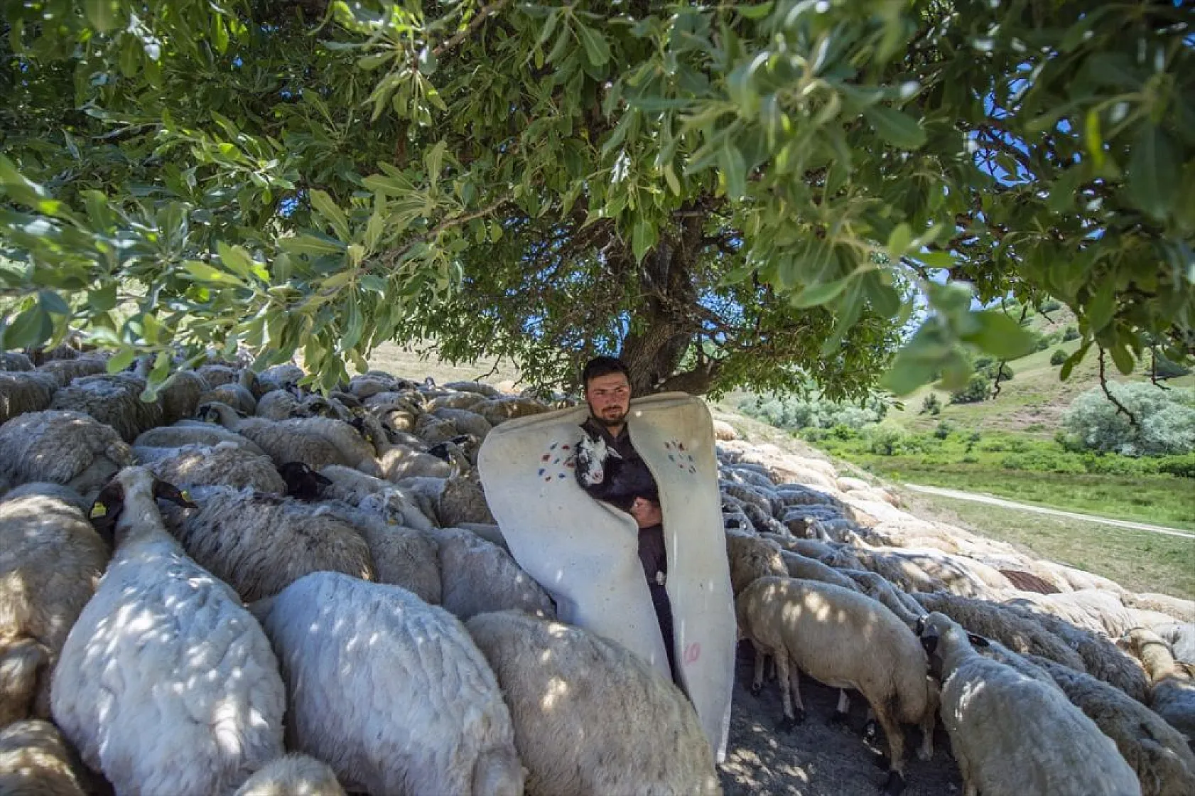 Göçerlerin yaylalarda zorlu mesaisi