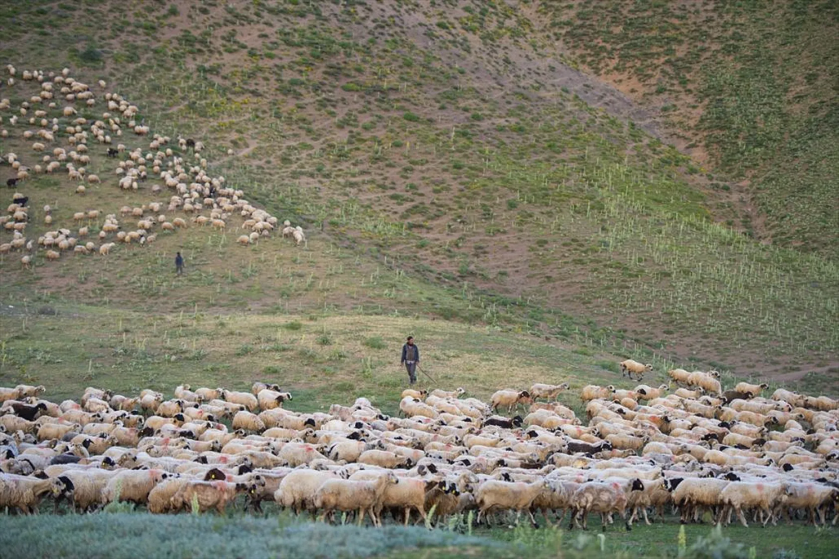 Göçerlerin yaylalarda zorlu mesaisi