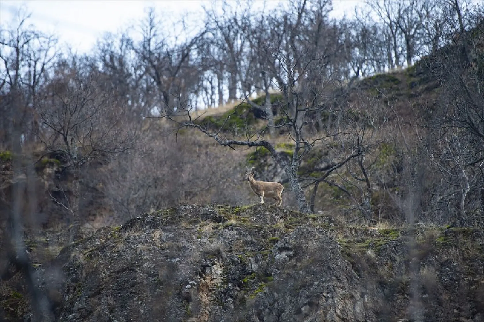 Yaban keçileri Munzur Vadisi'nde beslenirken görüntülendi
