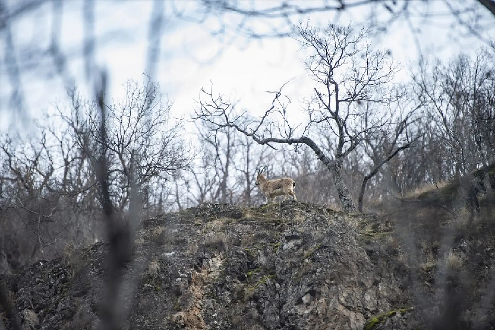 Yaban keçileri Munzur Vadisi'nde beslenirken görüntülendi