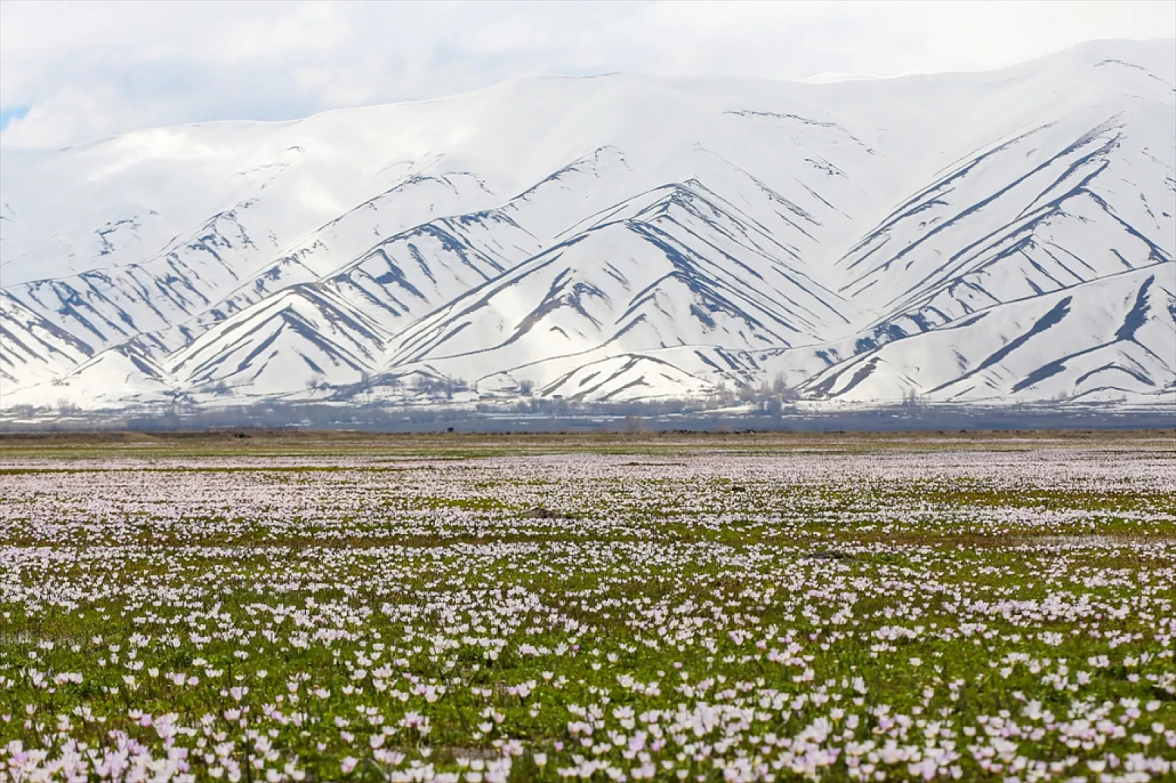 Yüksekova'da çiçek açan çiğdemler doğaya renk kattı