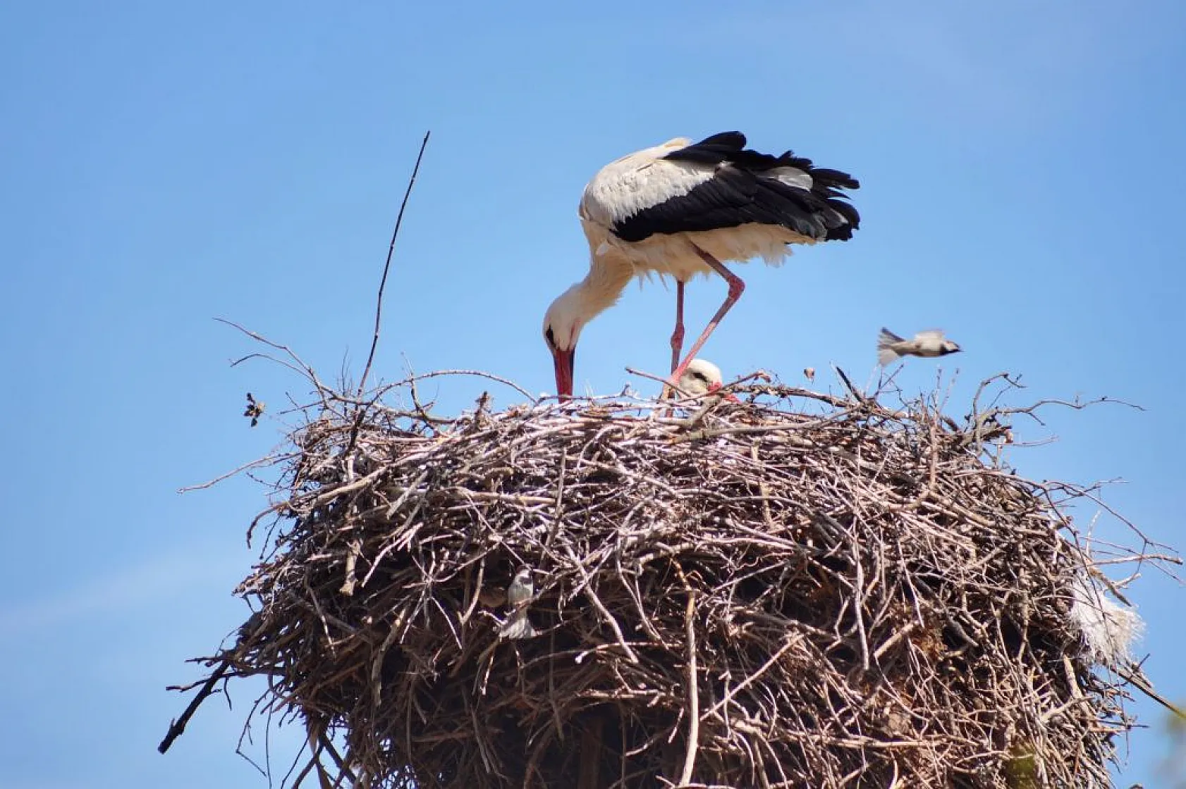 Onlarca leylek gökyüzünü renklendirdi