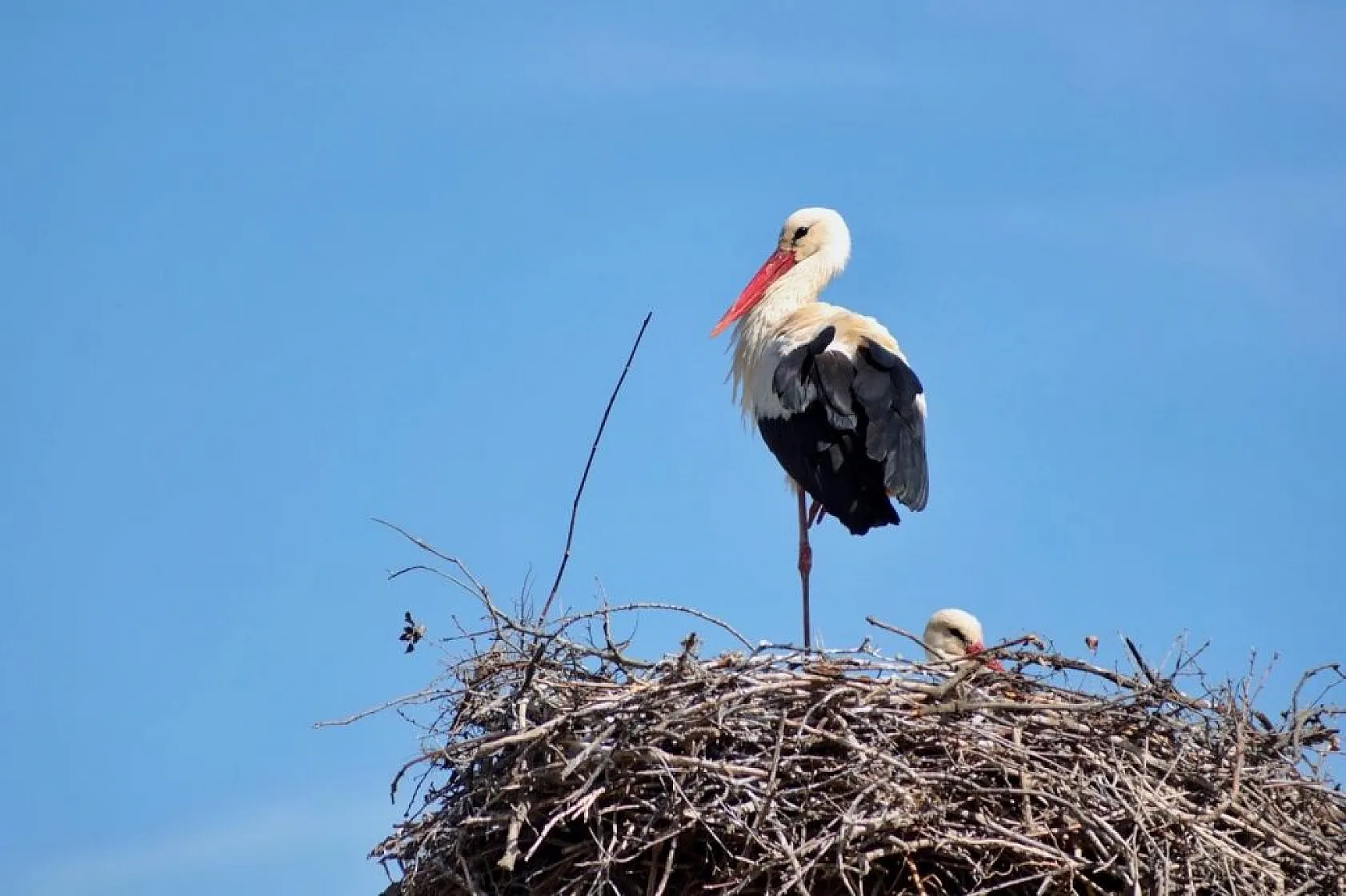 Onlarca leylek gökyüzünü renklendirdi