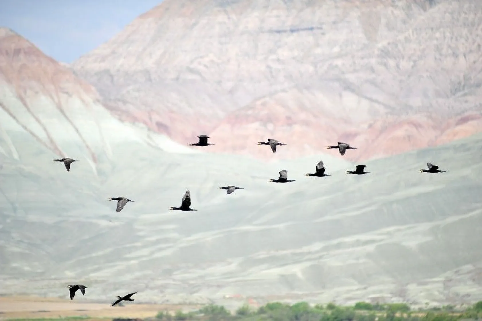 Nallıhan Kuş Cenneti'nde görsel şölen