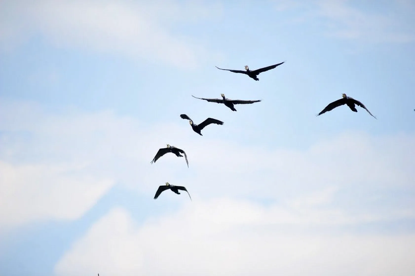 Nallıhan Kuş Cenneti'nde görsel şölen