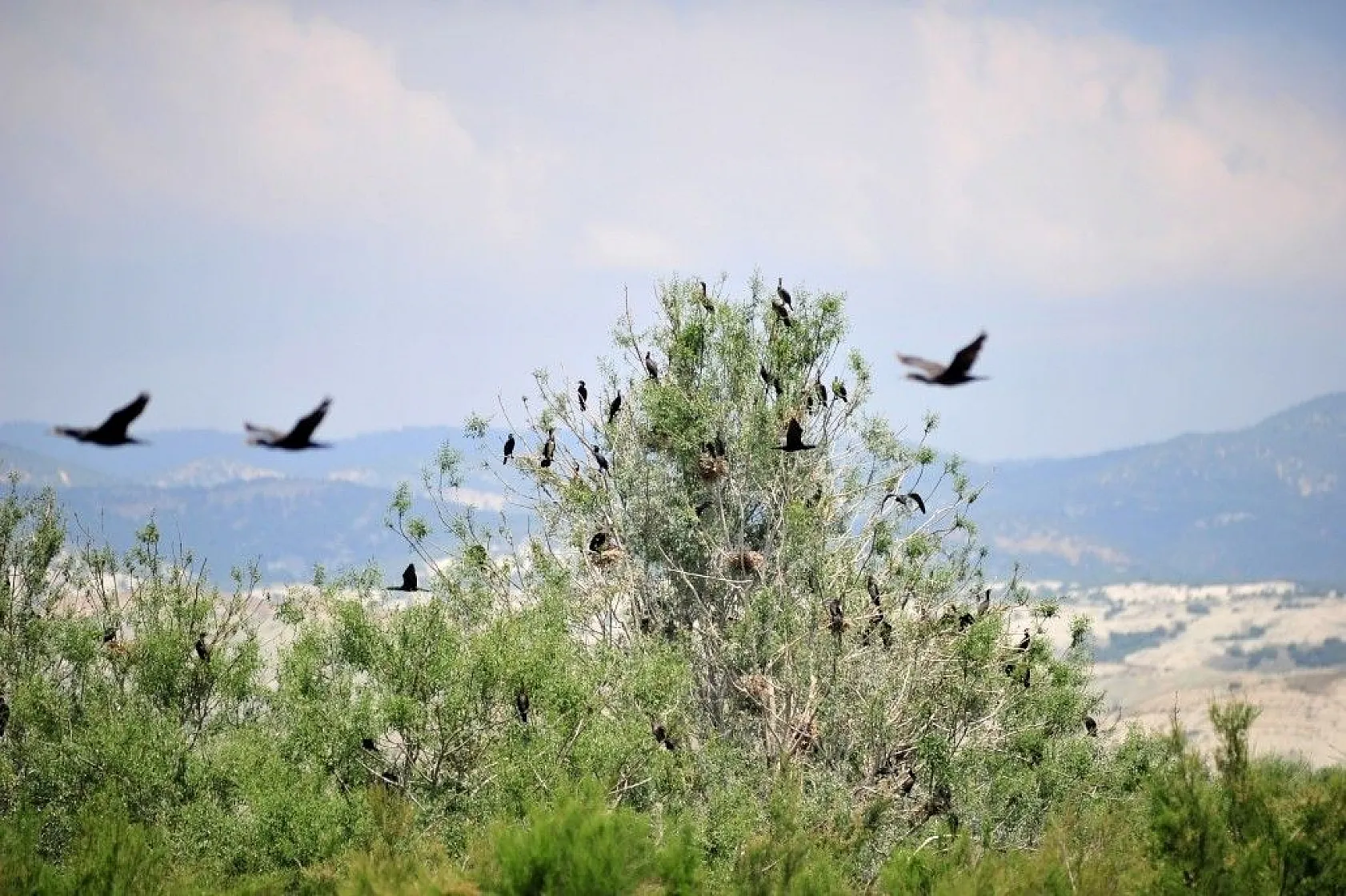Nallıhan Kuş Cenneti'nde görsel şölen