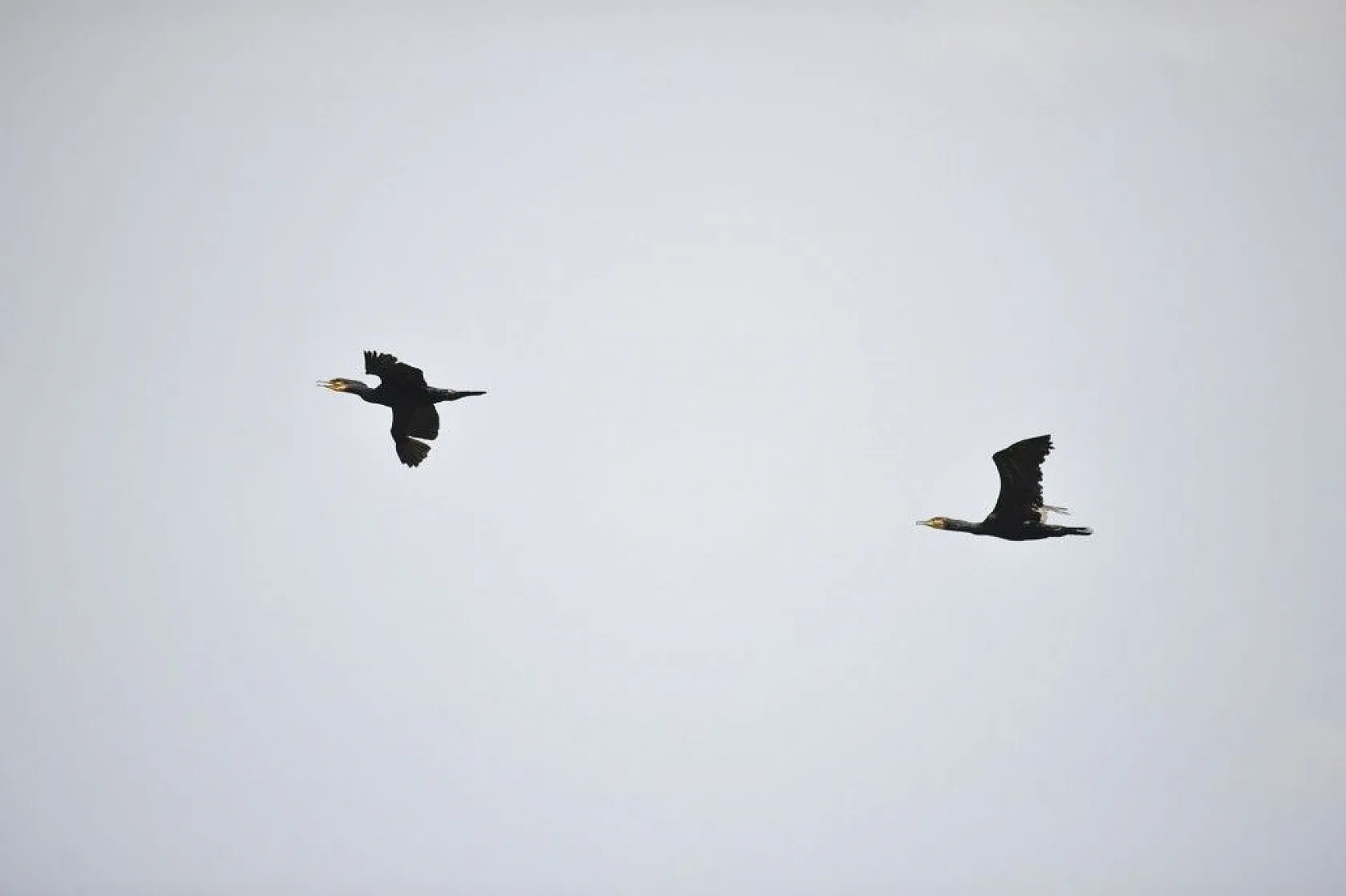 Nallıhan Kuş Cenneti'nde görsel şölen