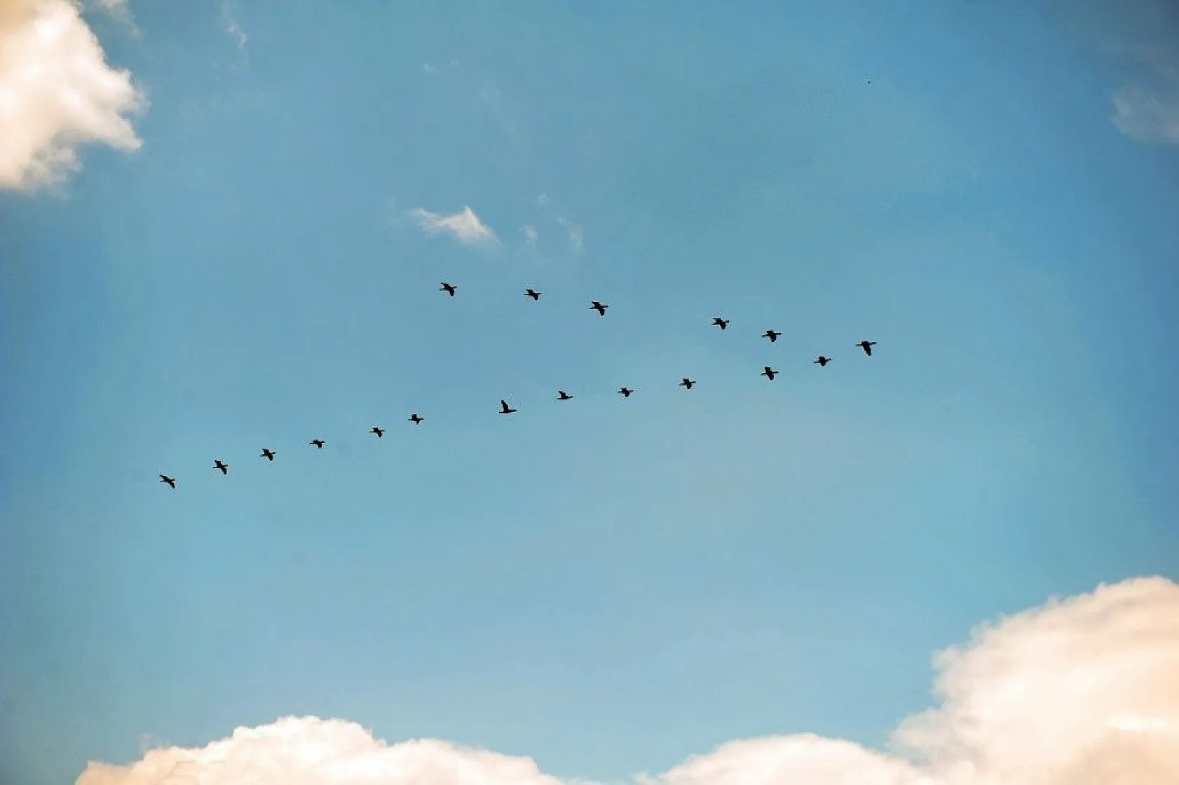 Nallıhan Kuş Cenneti'nde görsel şölen