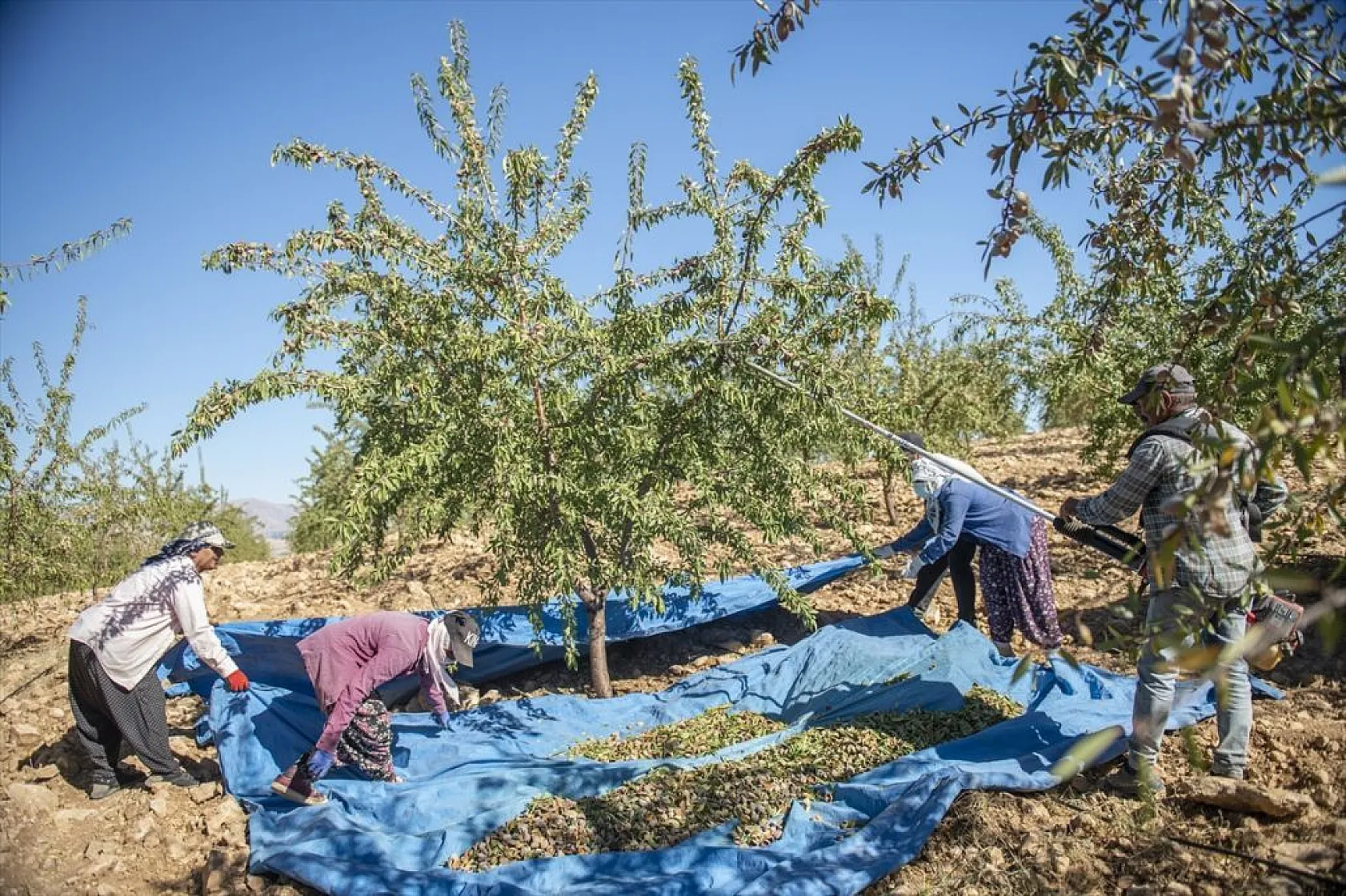 Badem bahçelerinde hasat zamanı