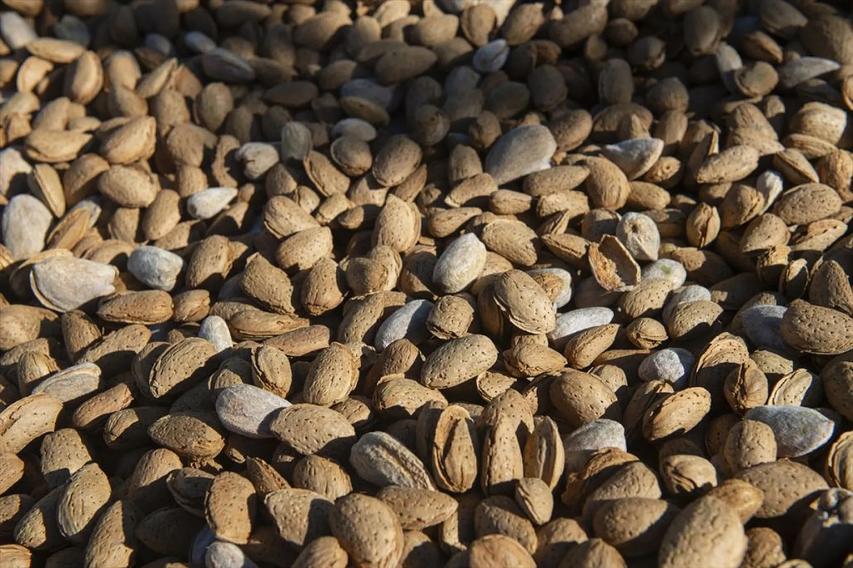 Badem bahçelerinde hasat zamanı