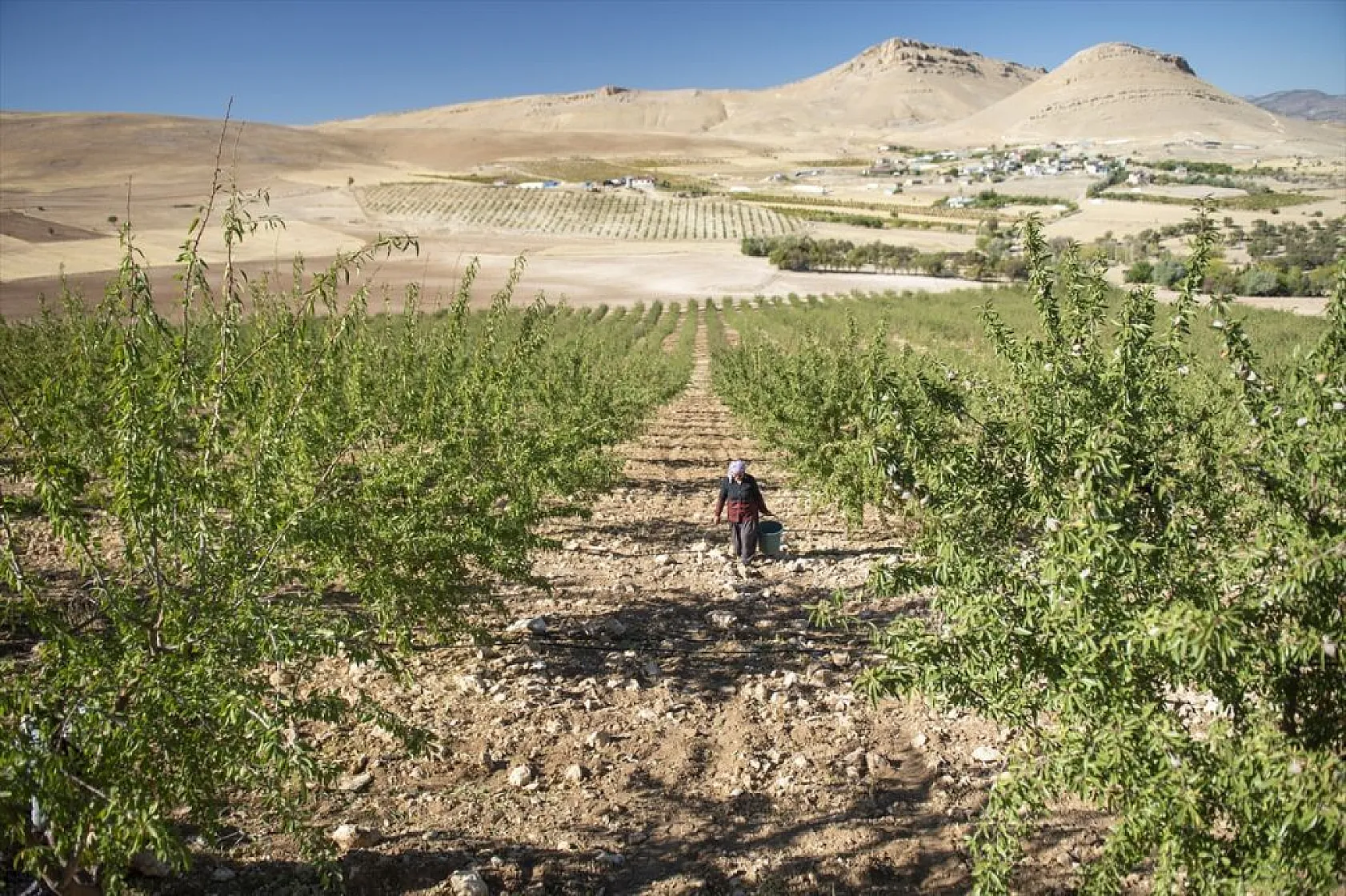 Badem bahçelerinde hasat zamanı