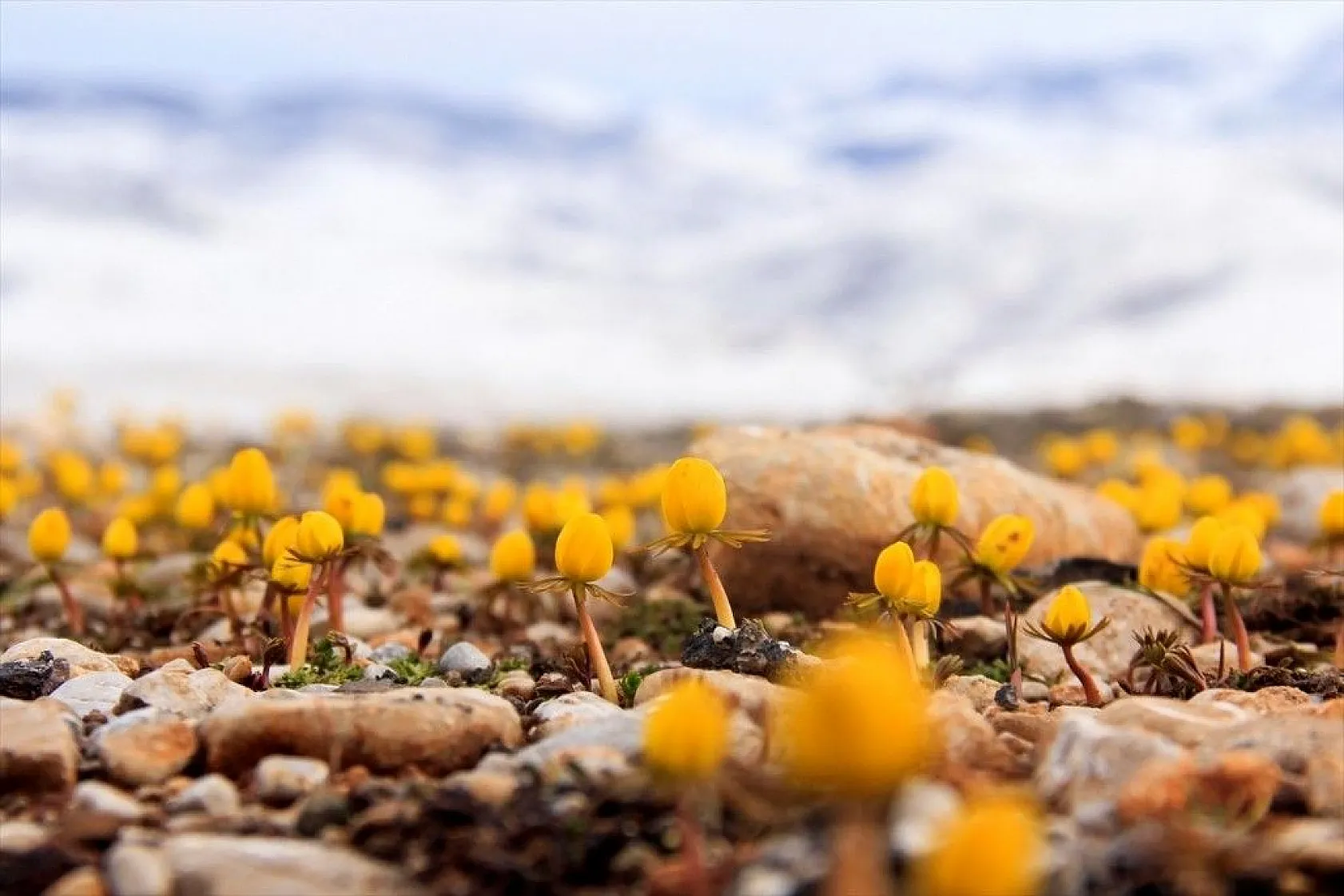 Tunceli'ye bahar 'kar çiçekleri' ile geldi