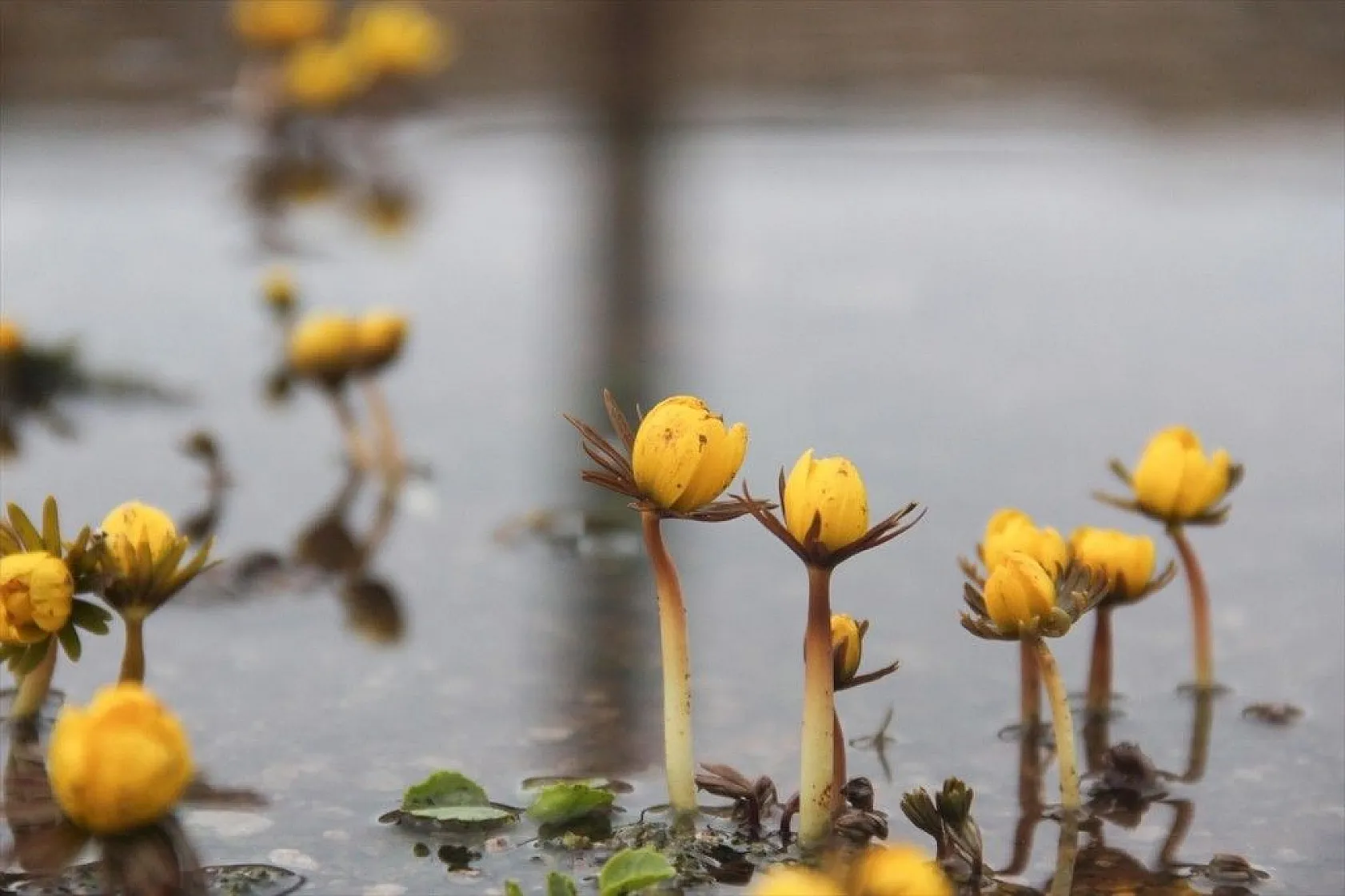 Tunceli'ye bahar 'kar çiçekleri' ile geldi