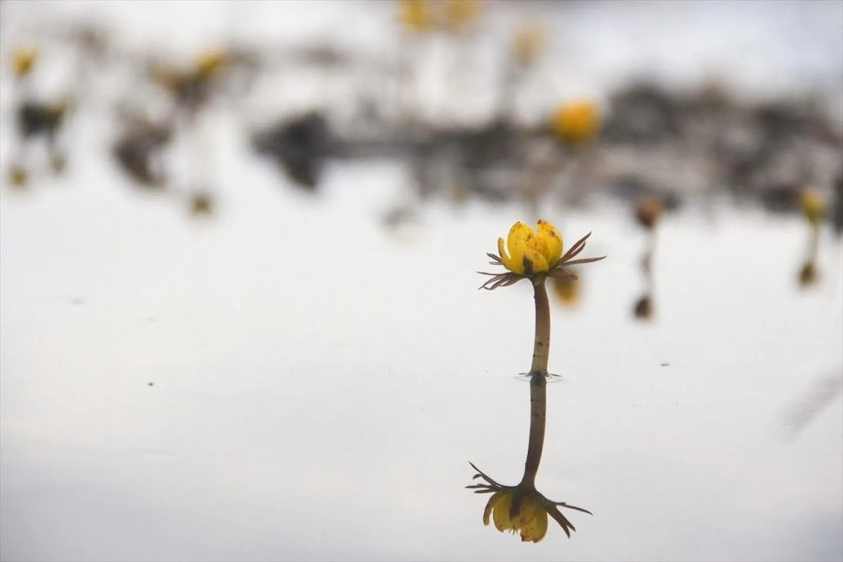 Tunceli'ye bahar 'kar çiçekleri' ile geldi