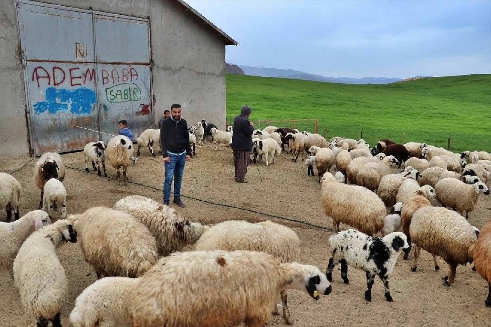 Hafta içi mühendis hafta sonu çoban kardeşler