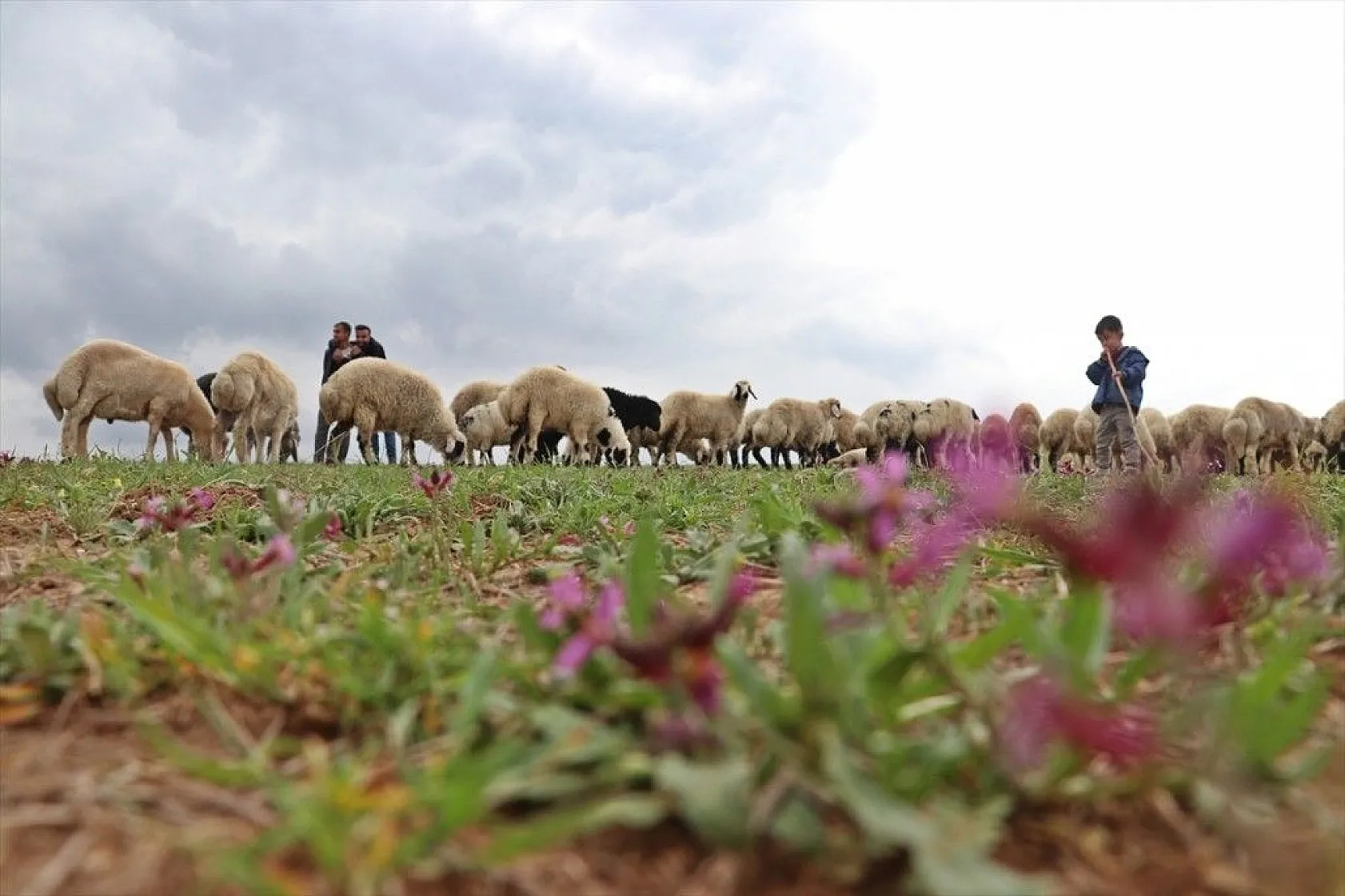 Hafta içi mühendis hafta sonu çoban kardeşler