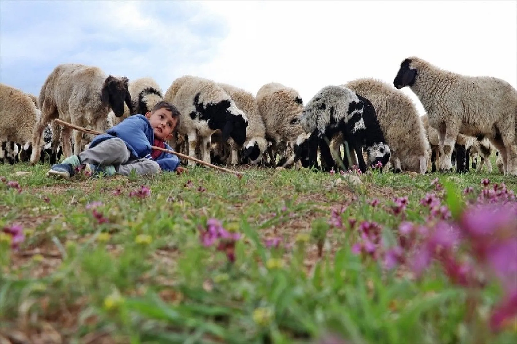 Hafta içi mühendis hafta sonu çoban kardeşler