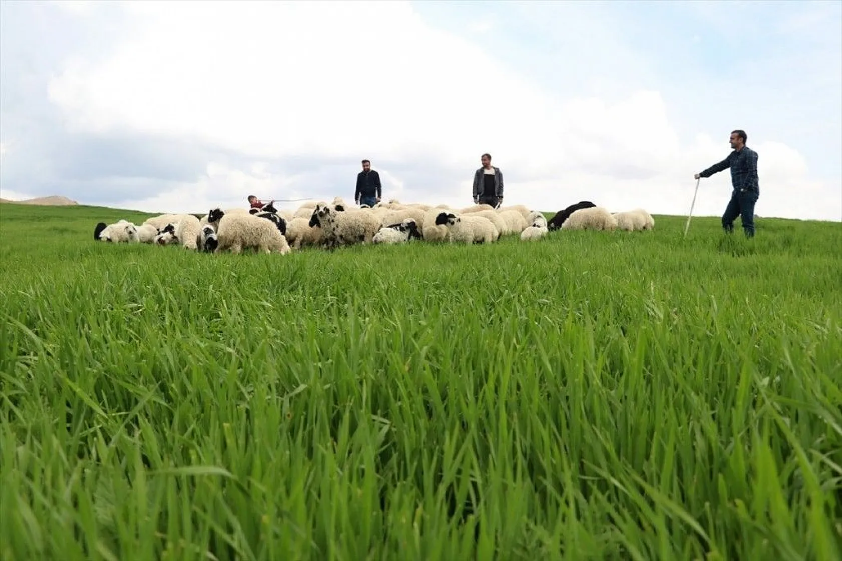 Hafta içi mühendis hafta sonu çoban kardeşler