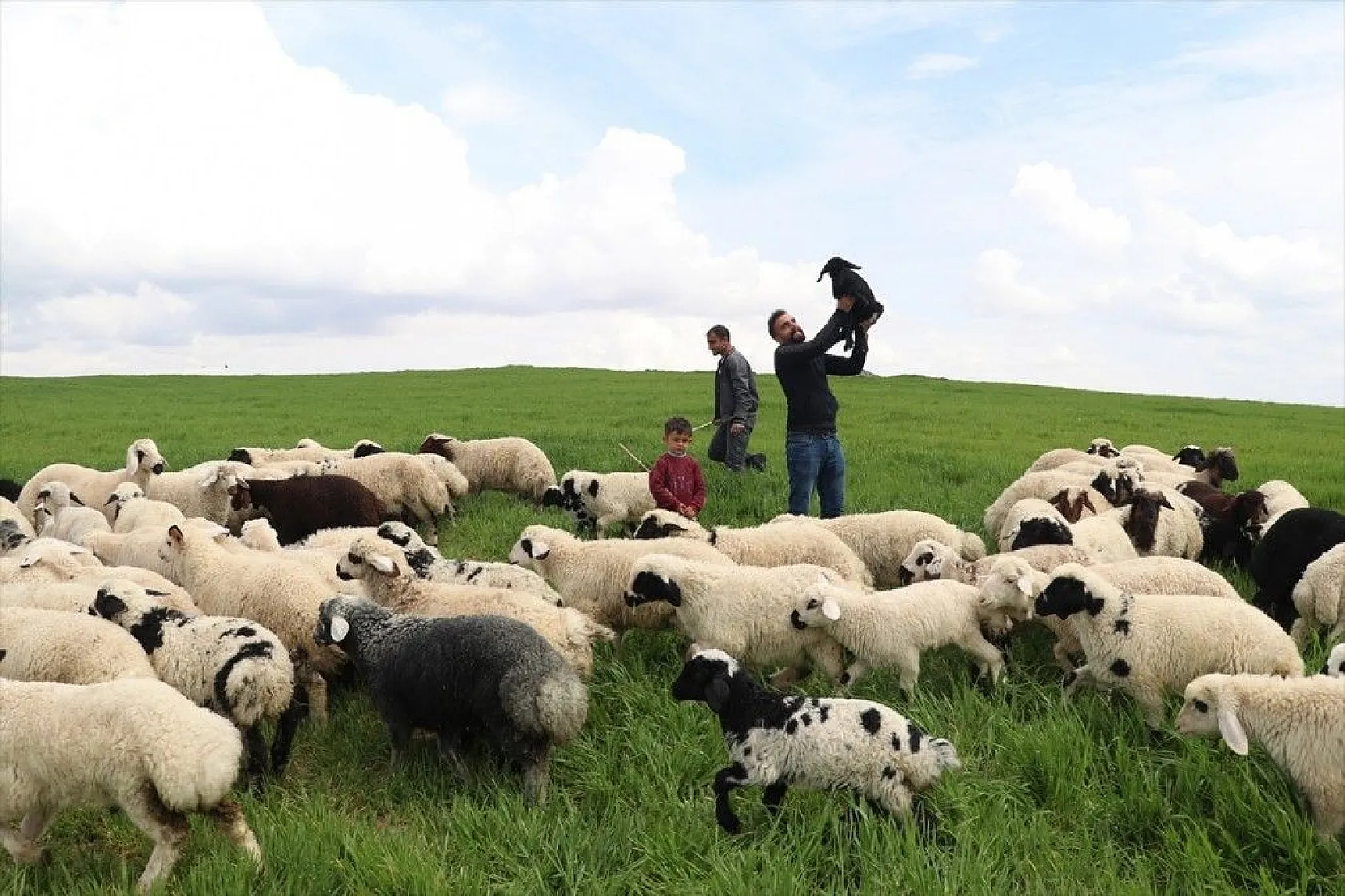 Hafta içi mühendis hafta sonu çoban kardeşler
