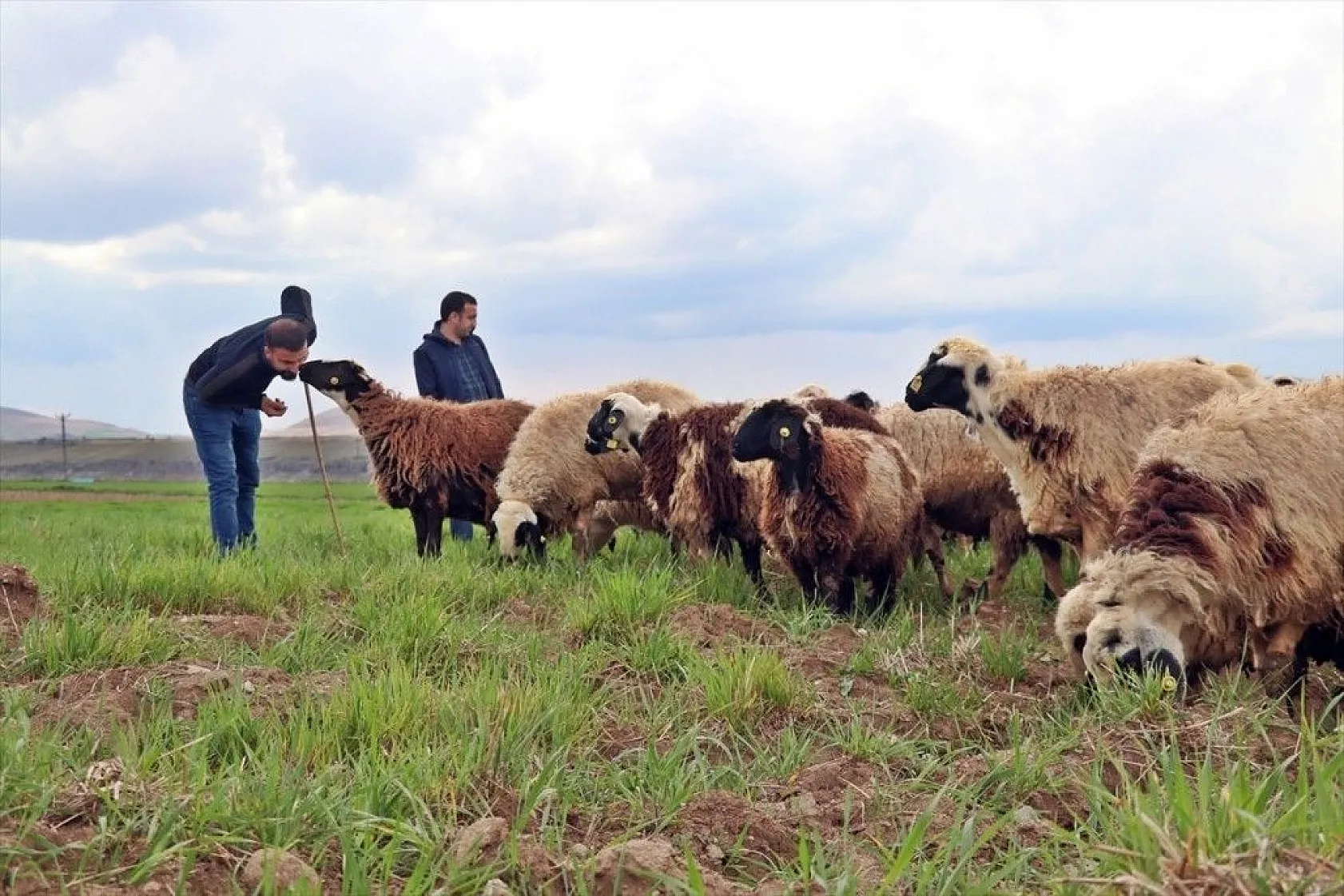 Hafta içi mühendis hafta sonu çoban kardeşler