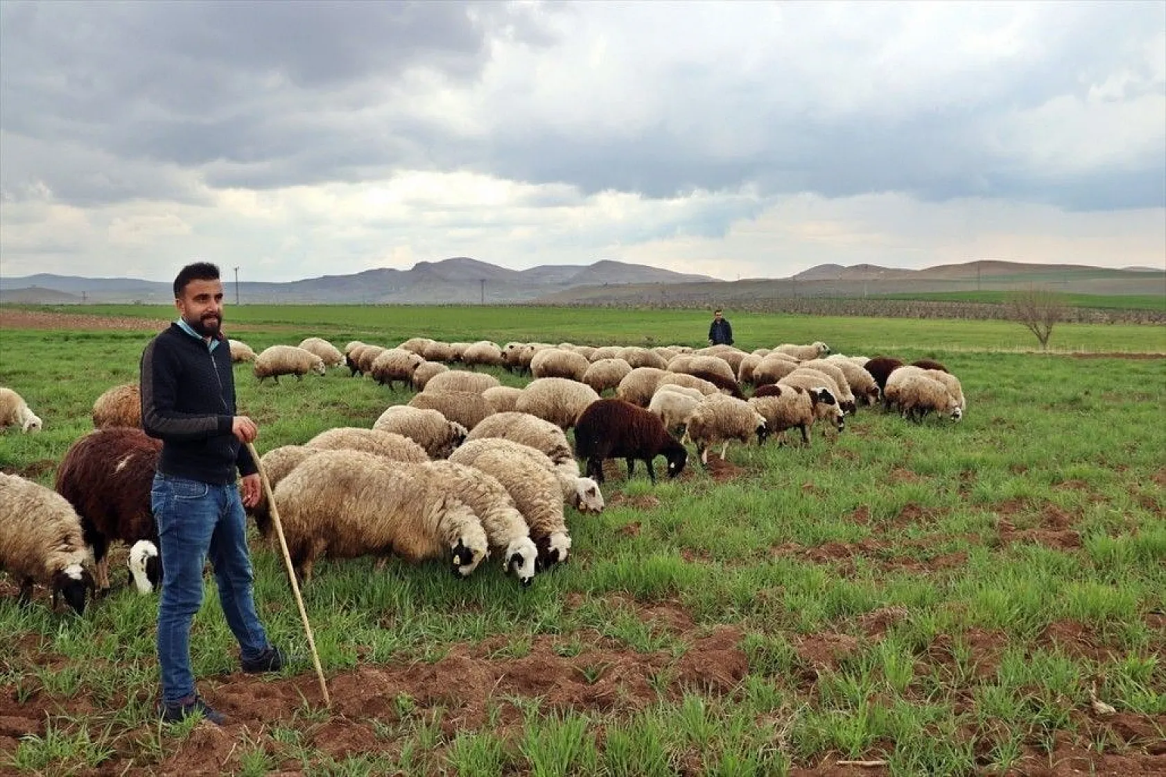 Hafta içi mühendis hafta sonu çoban kardeşler